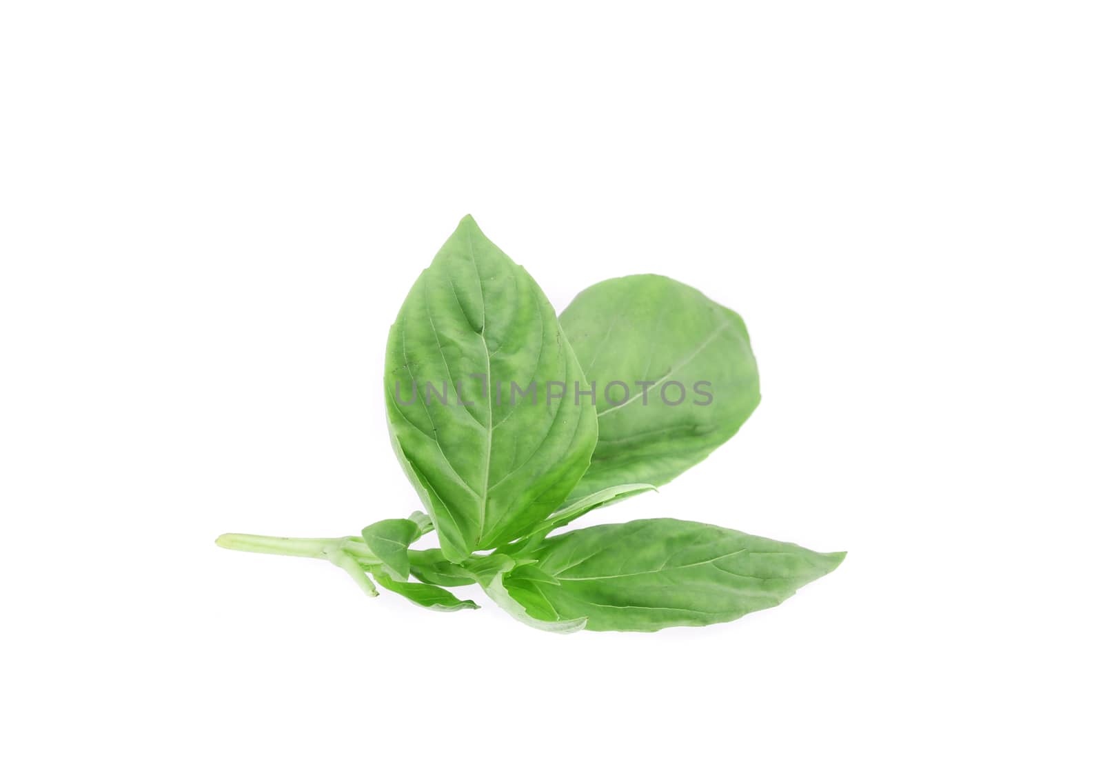 Close up of basil leaves. Isolated on a white background.