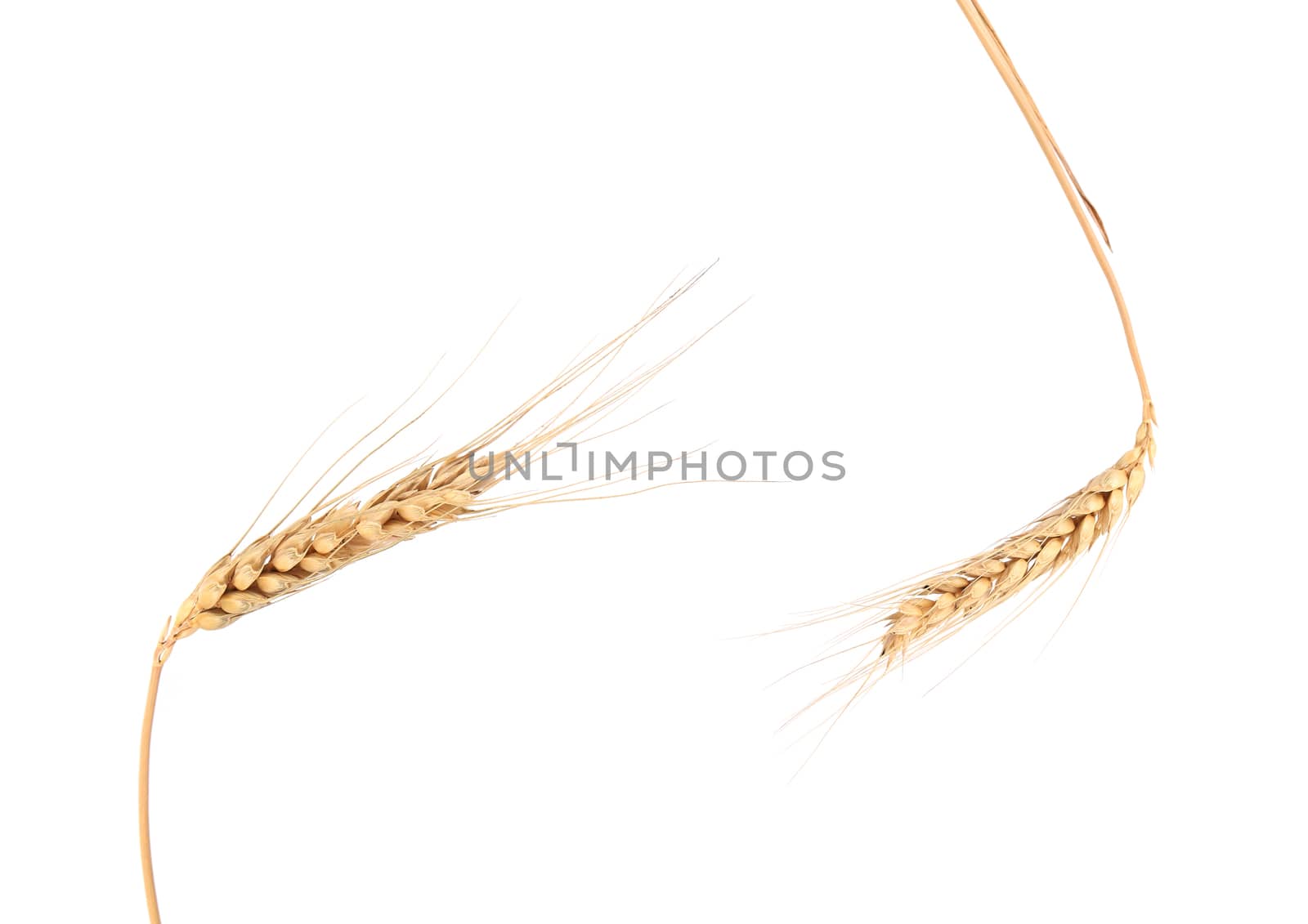 Two ears of wheat close up. by indigolotos