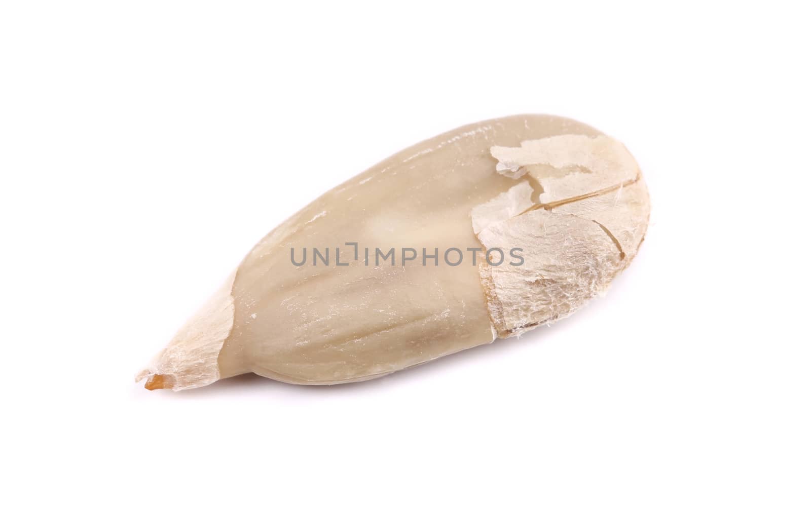 Sunflower seed. Isolated on a white background.