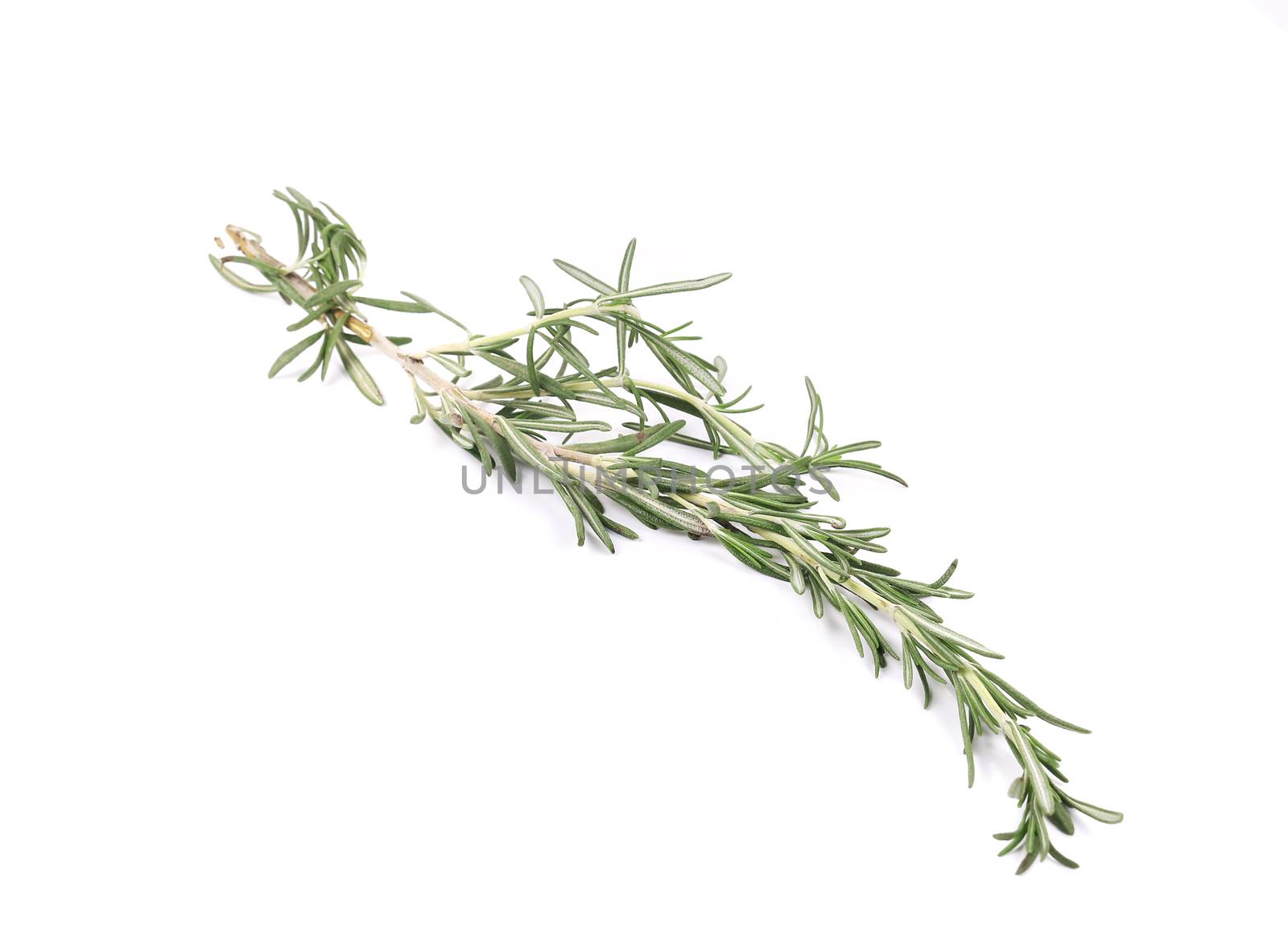 Twig of rosemary. Isolated on a white background.
