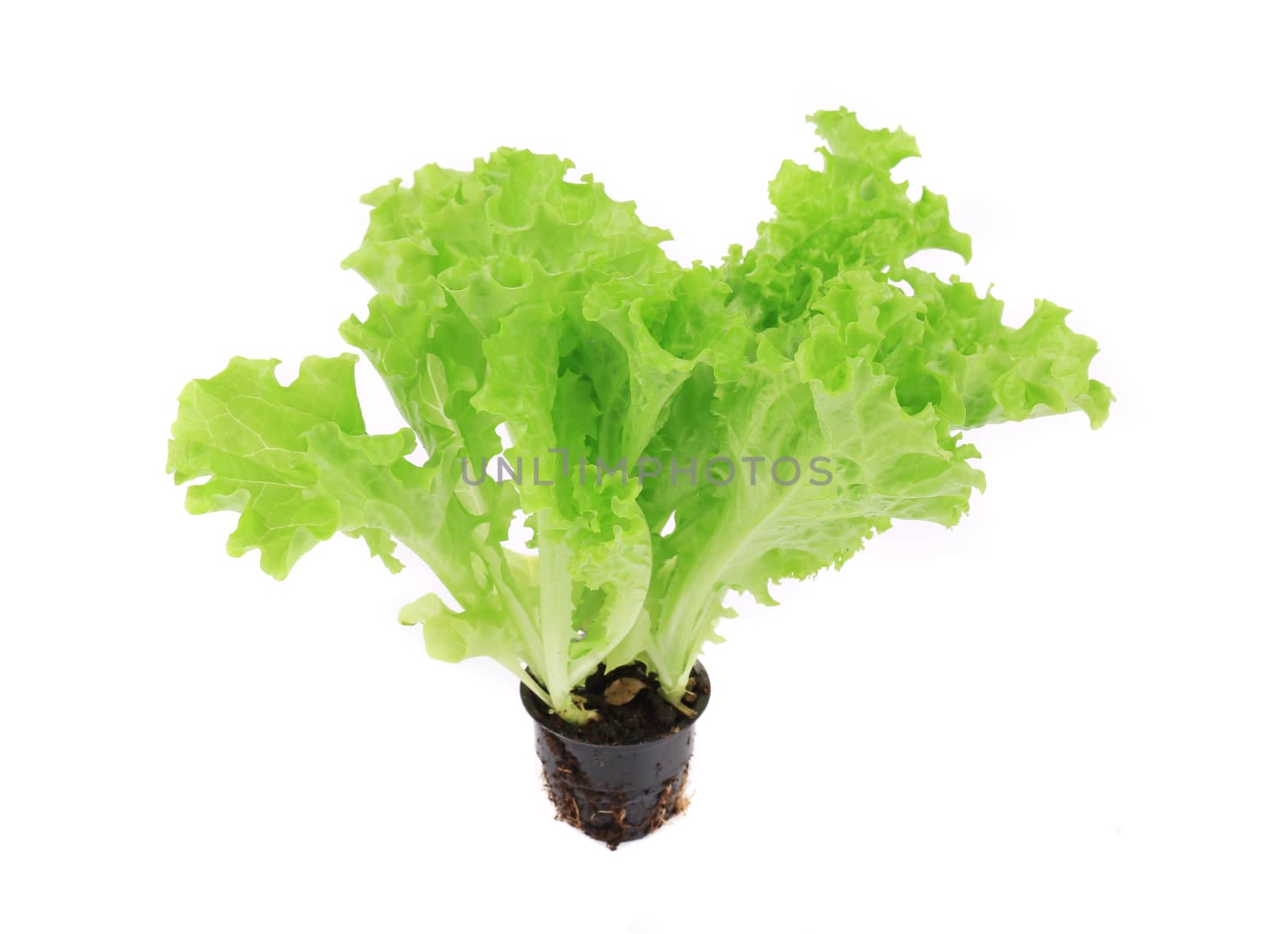 Lettuce in a pot. Isolated on a white background.