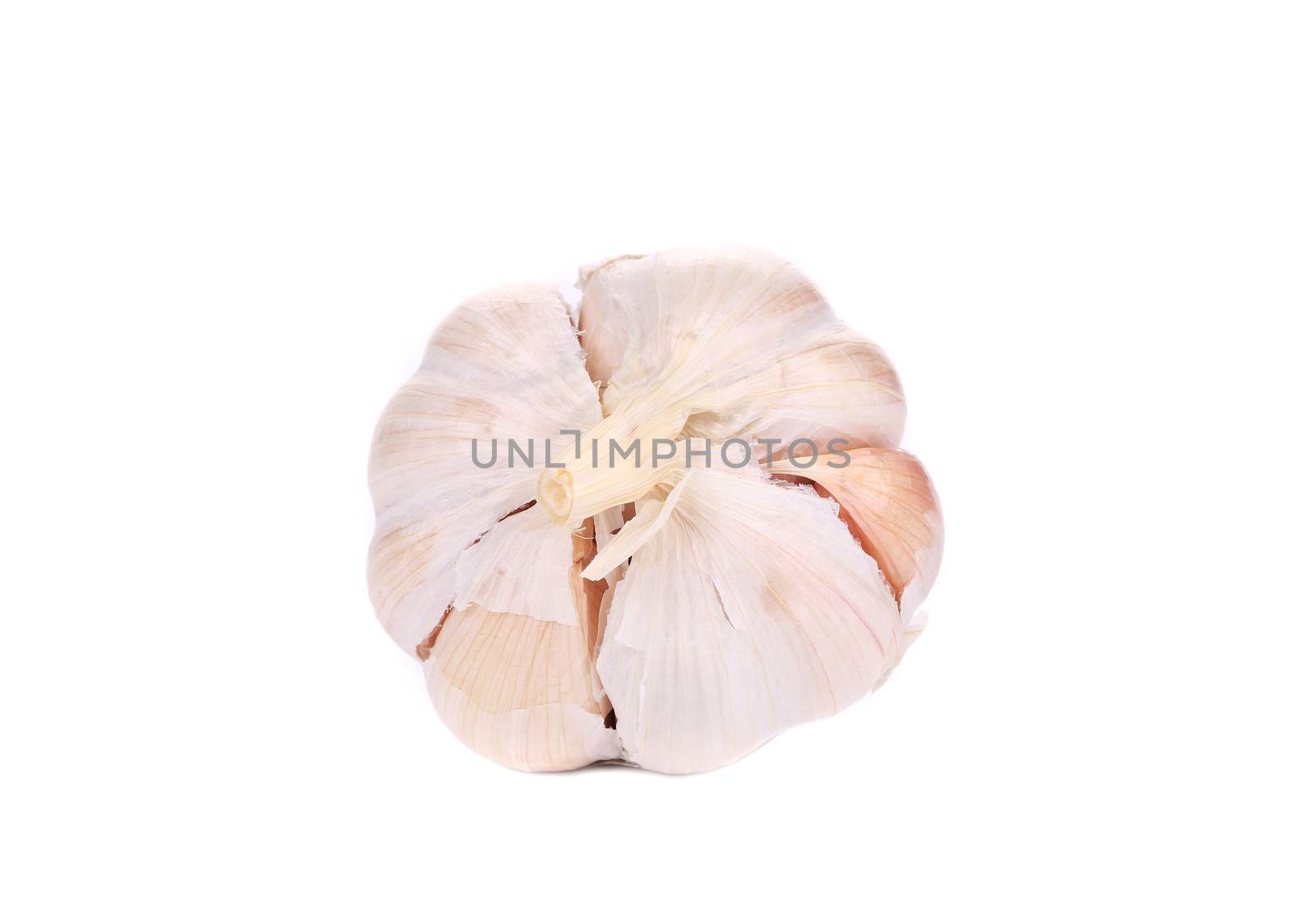 Head of garlic. Isolated on a white background.