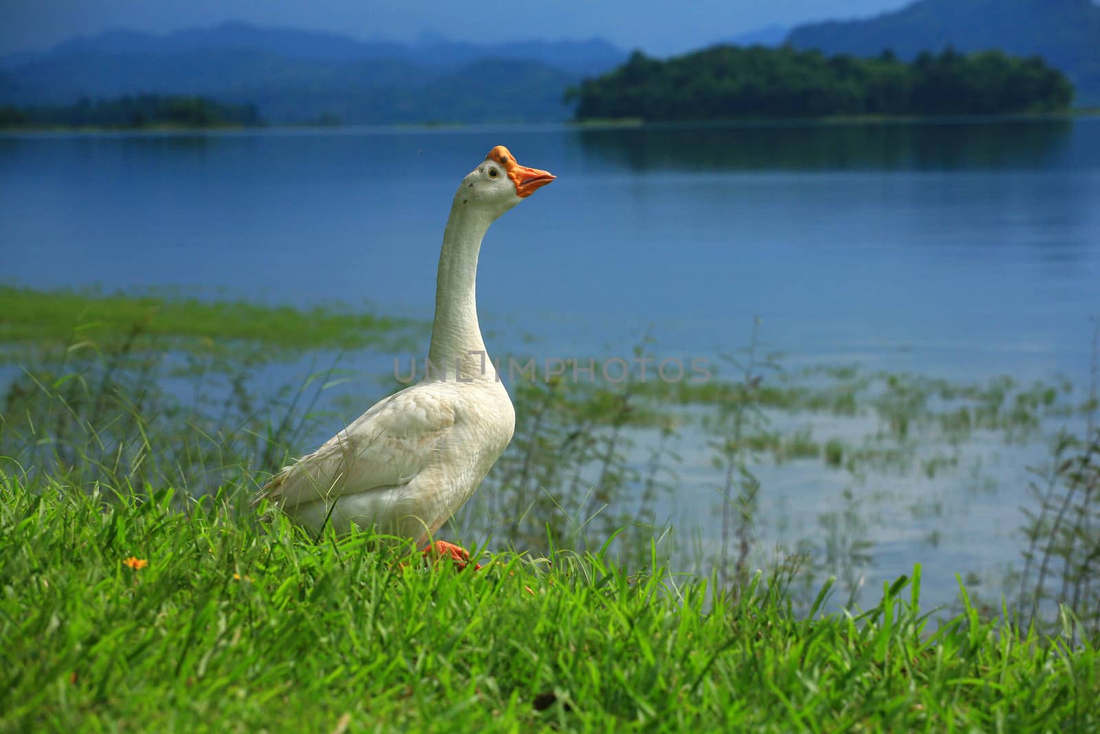 goose on a meadow,Thailand by think4photop