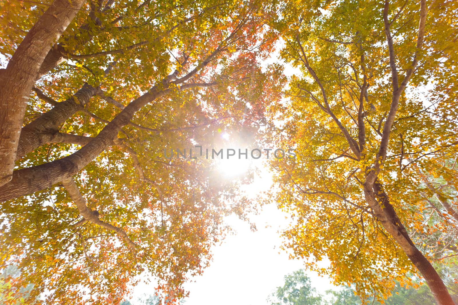 Autumn trees background by kawing921
