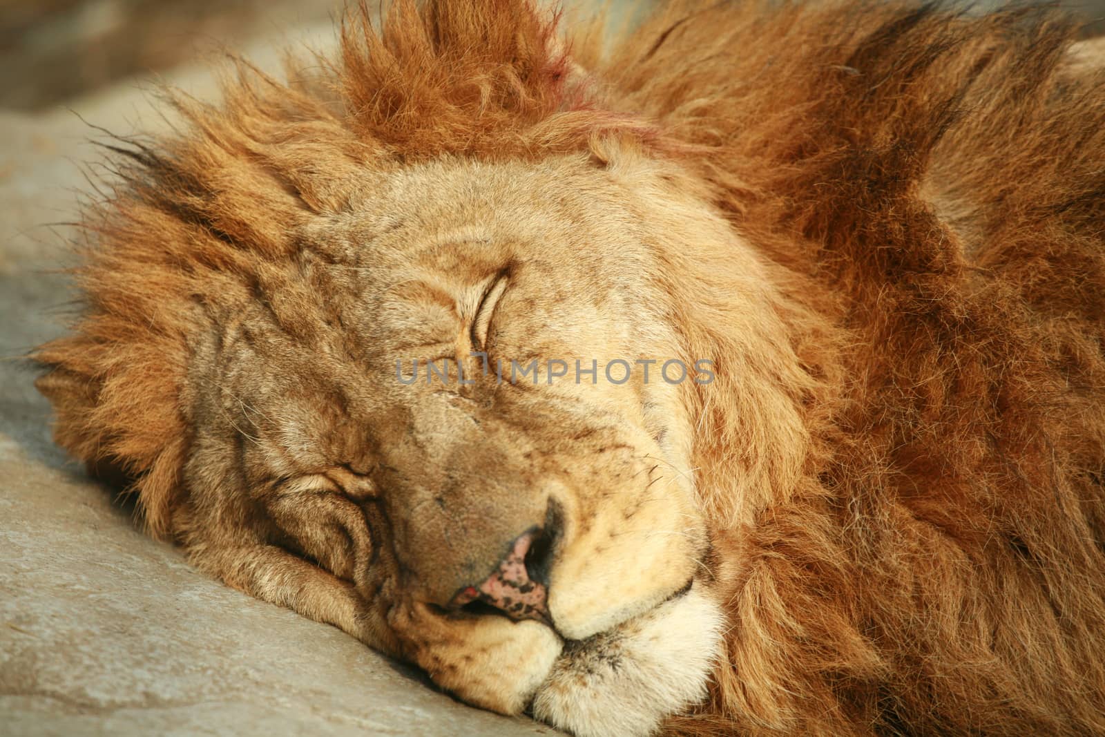 Sleeping Lion by think4photop