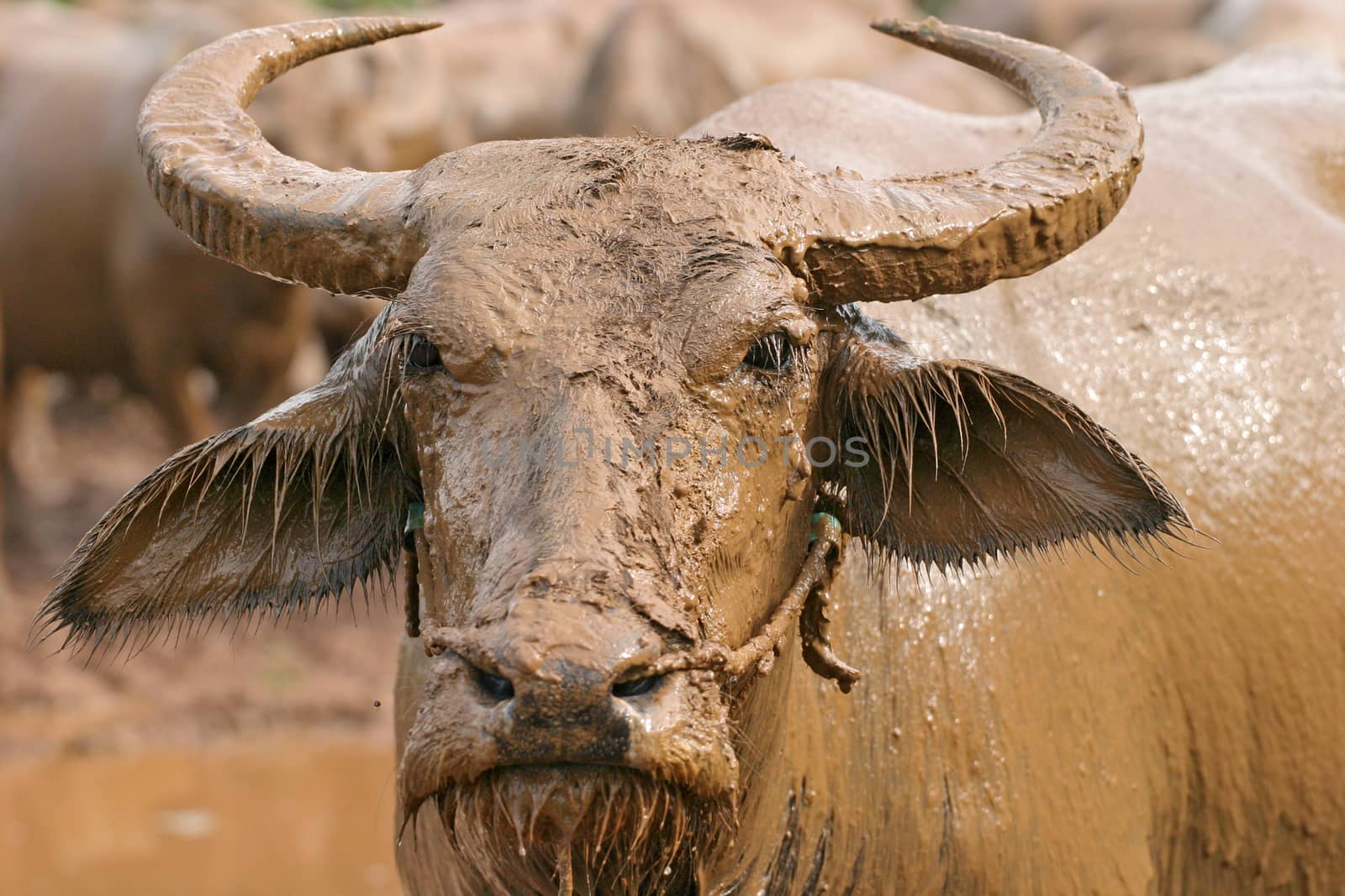 thai buffalo by think4photop