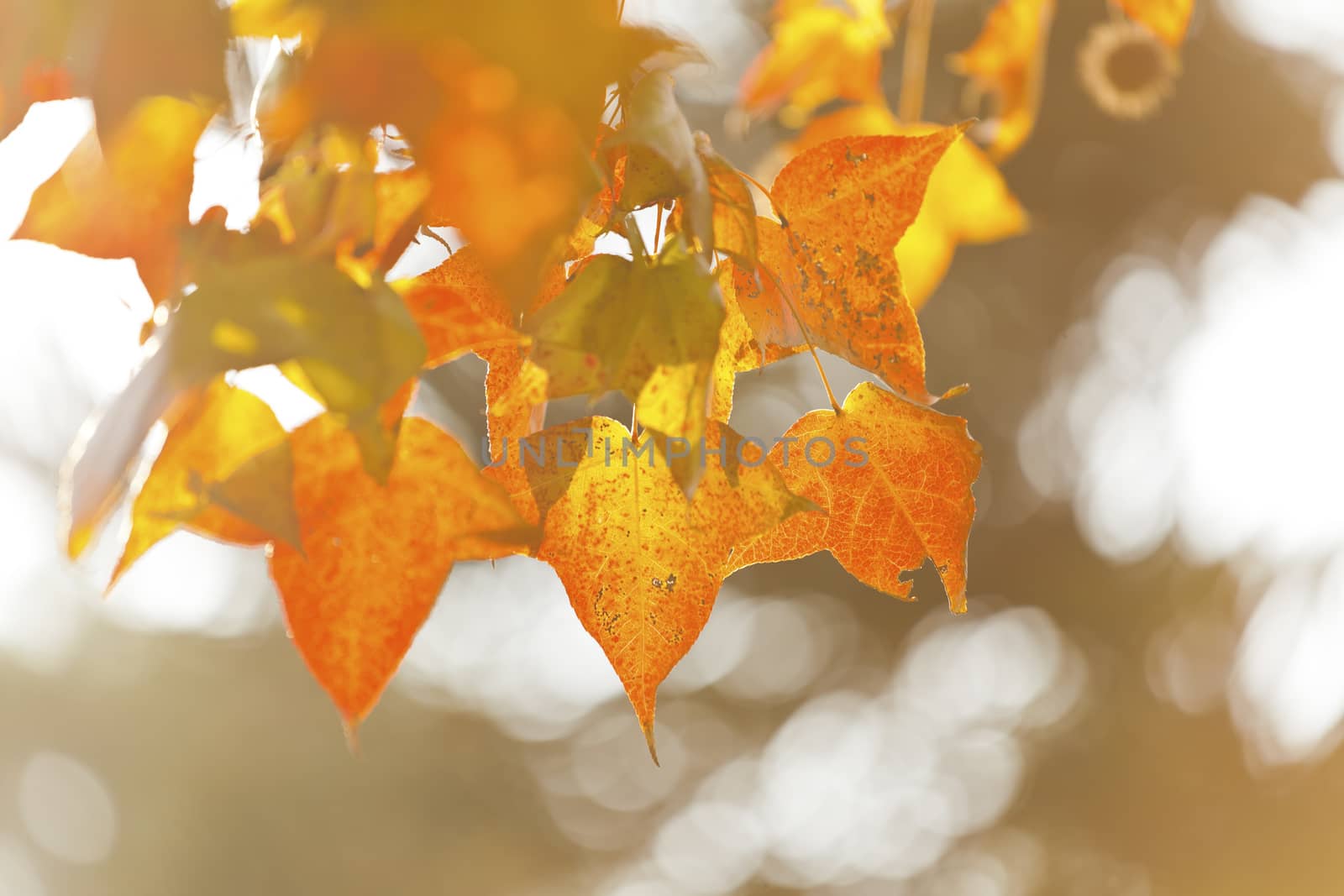 Autumn leaves under sunlight