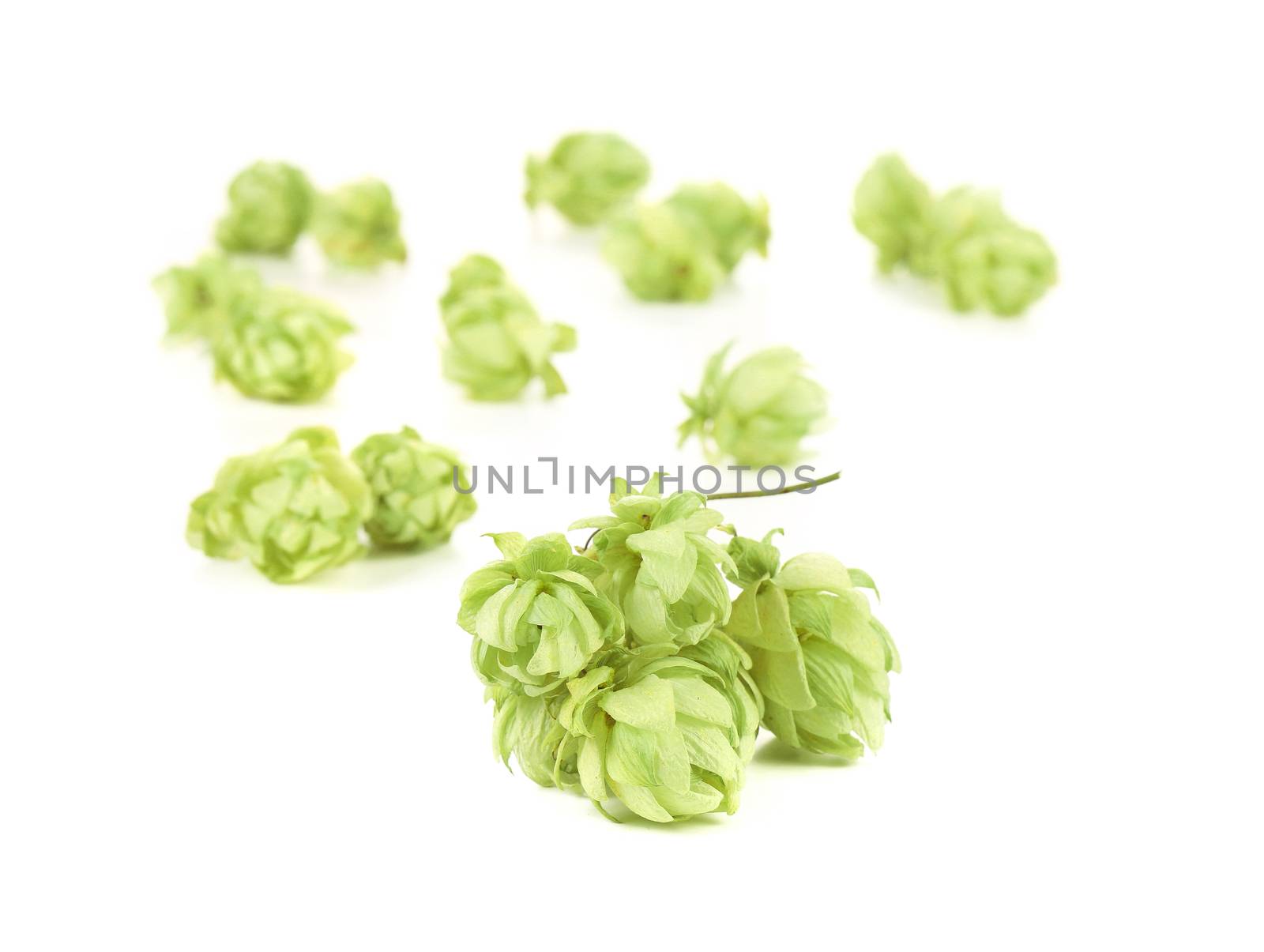 Heaps of hop. Isolated on a white background.
