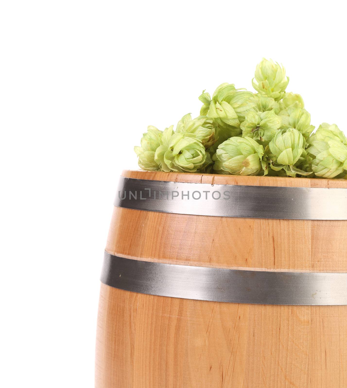 Hops and wooden barrel. Isolated on a white background.