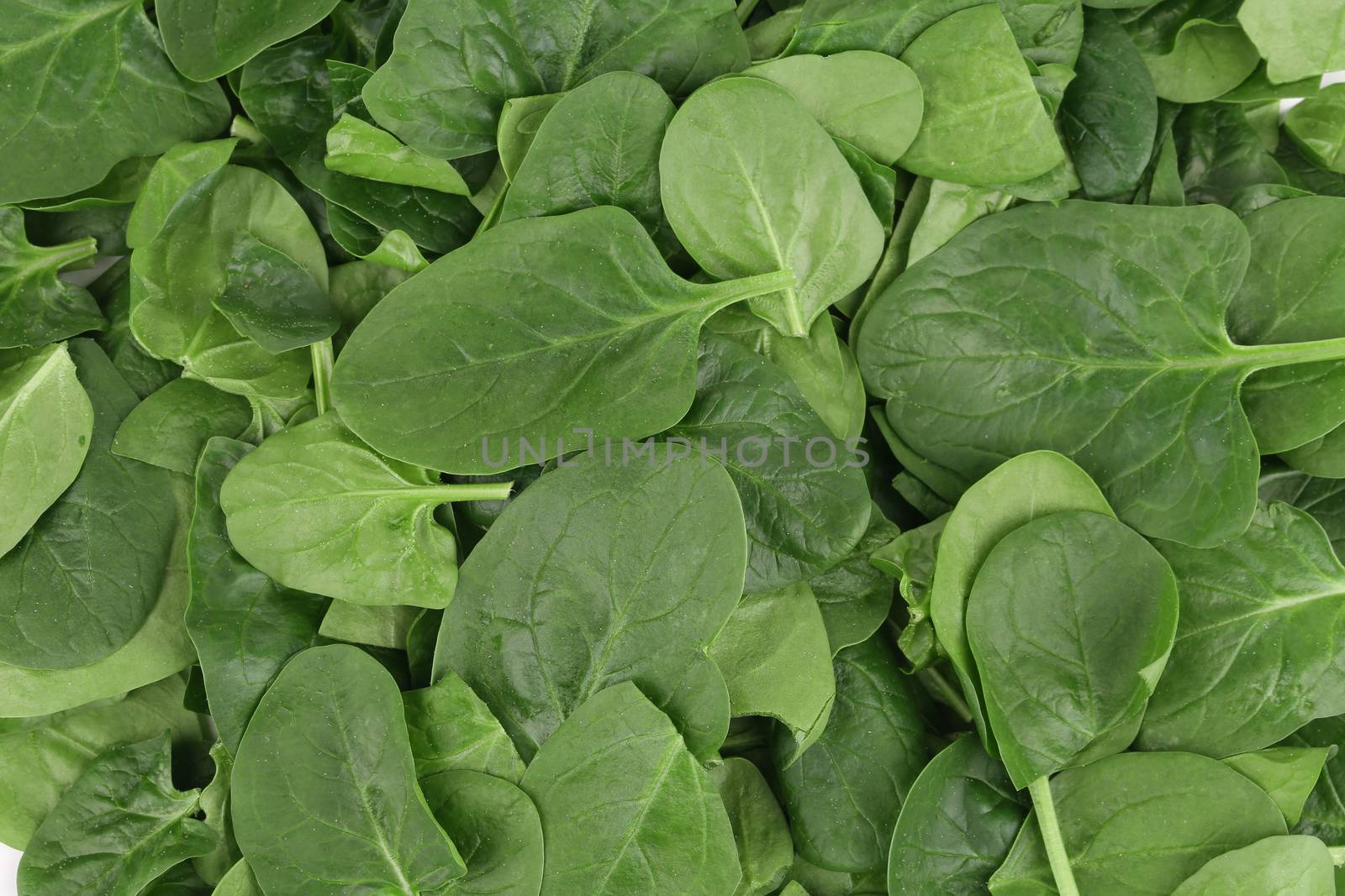 Fresh spinach closeup. Isolated on a white background.