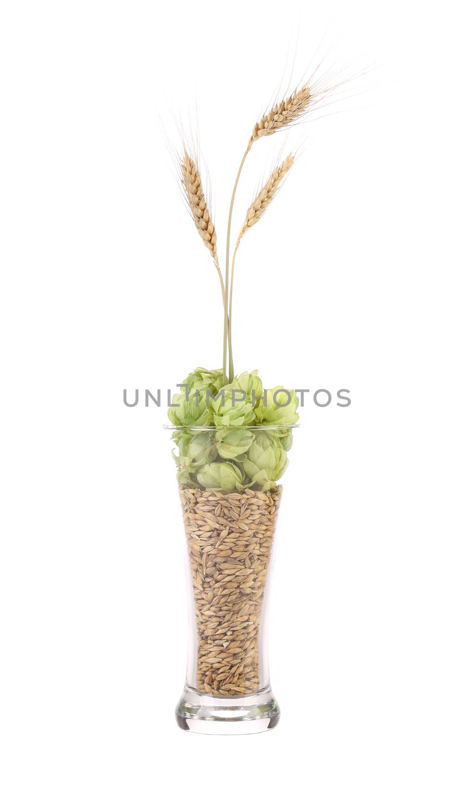 Tall glass full of grains and hop. Isolated on a white background.