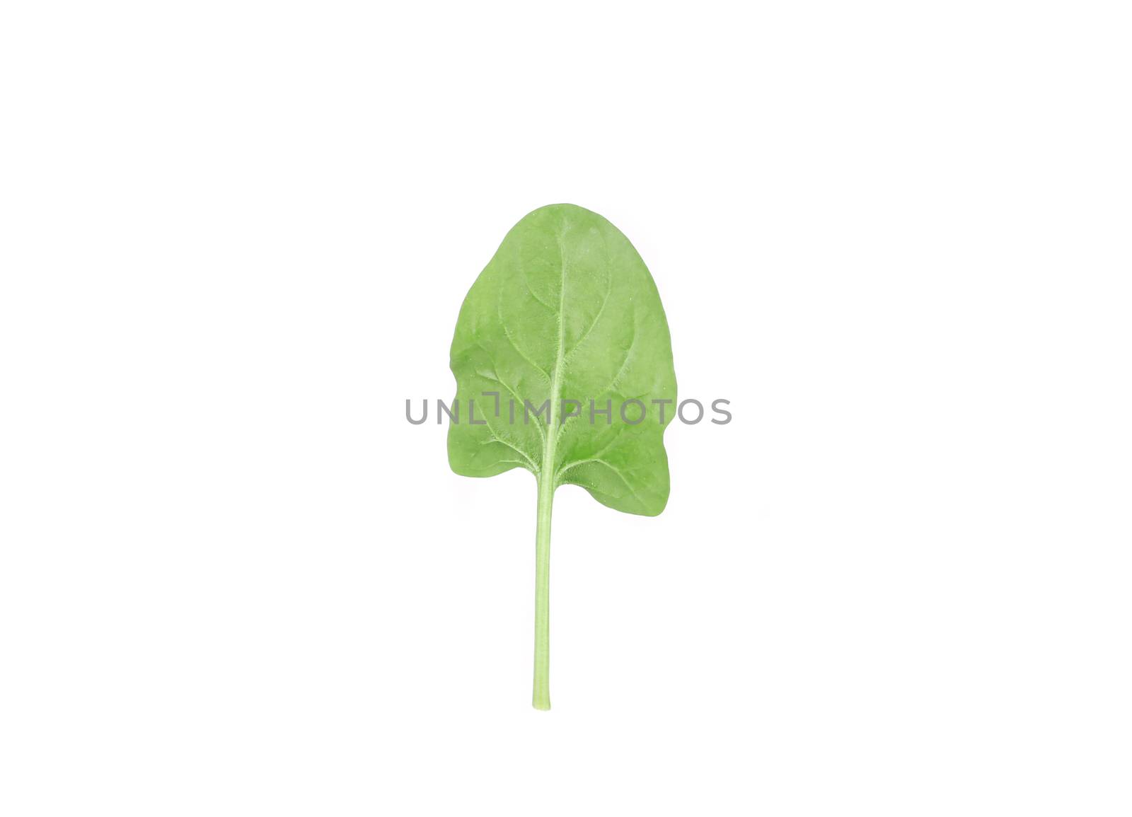 Spinach leaf. Isolated on a white background.
