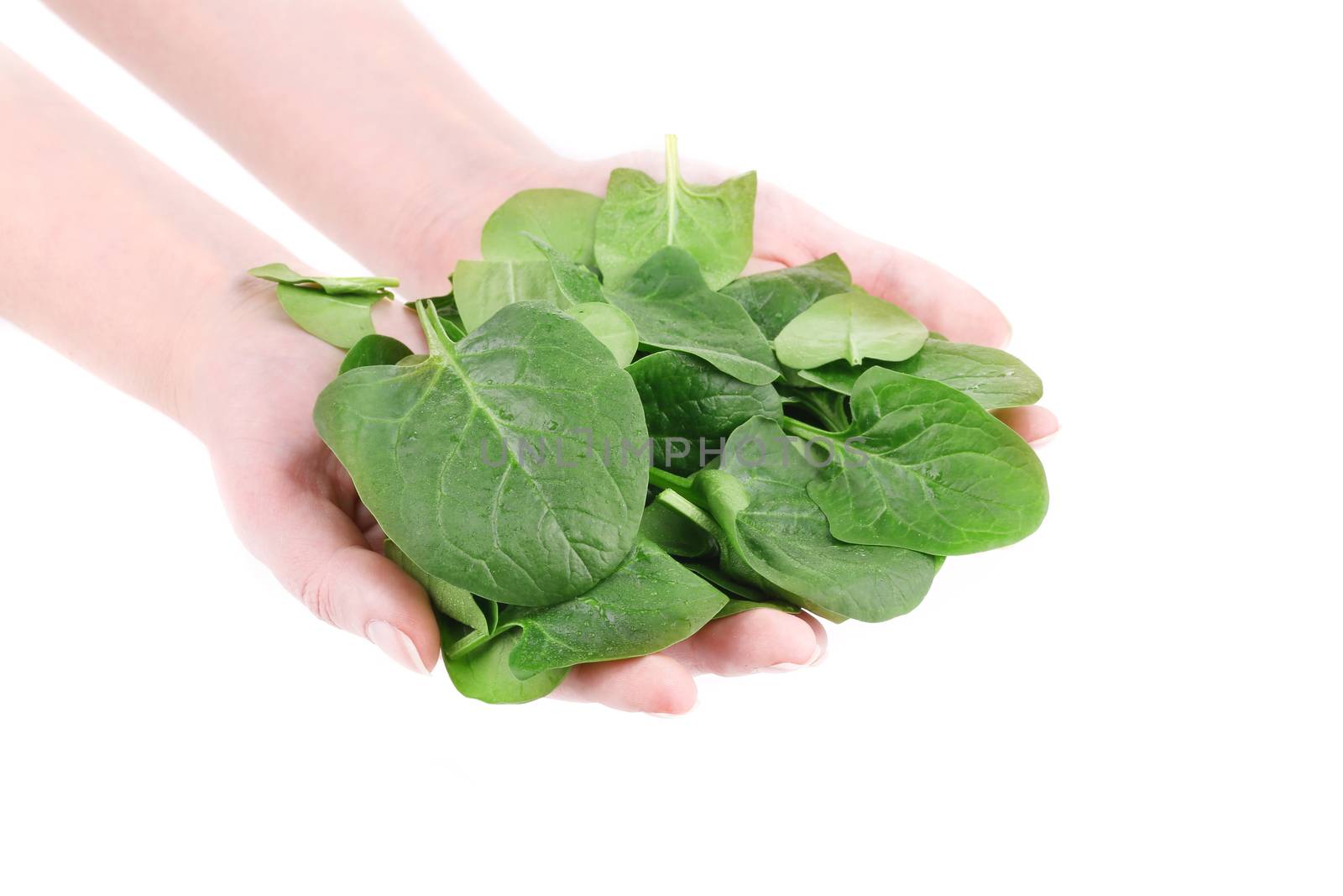 Heap of spinach on female hands. Isolated on a white background.