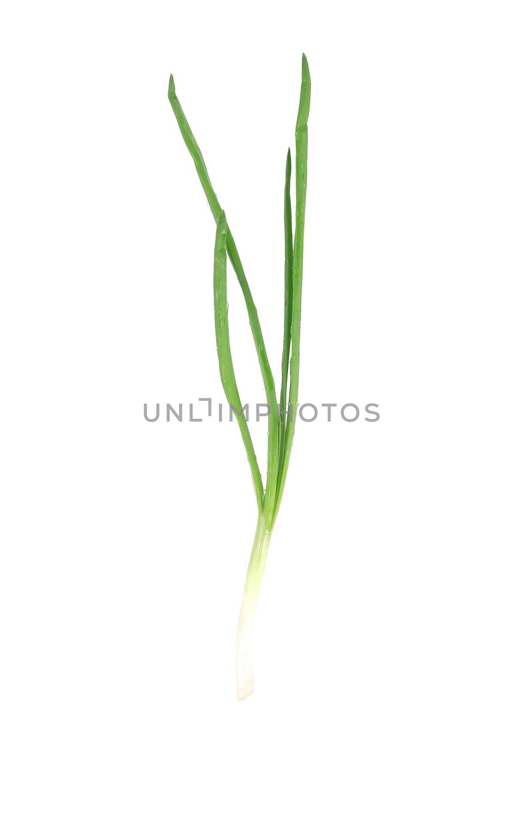 Fresh spring onion. Isolated on a white background.