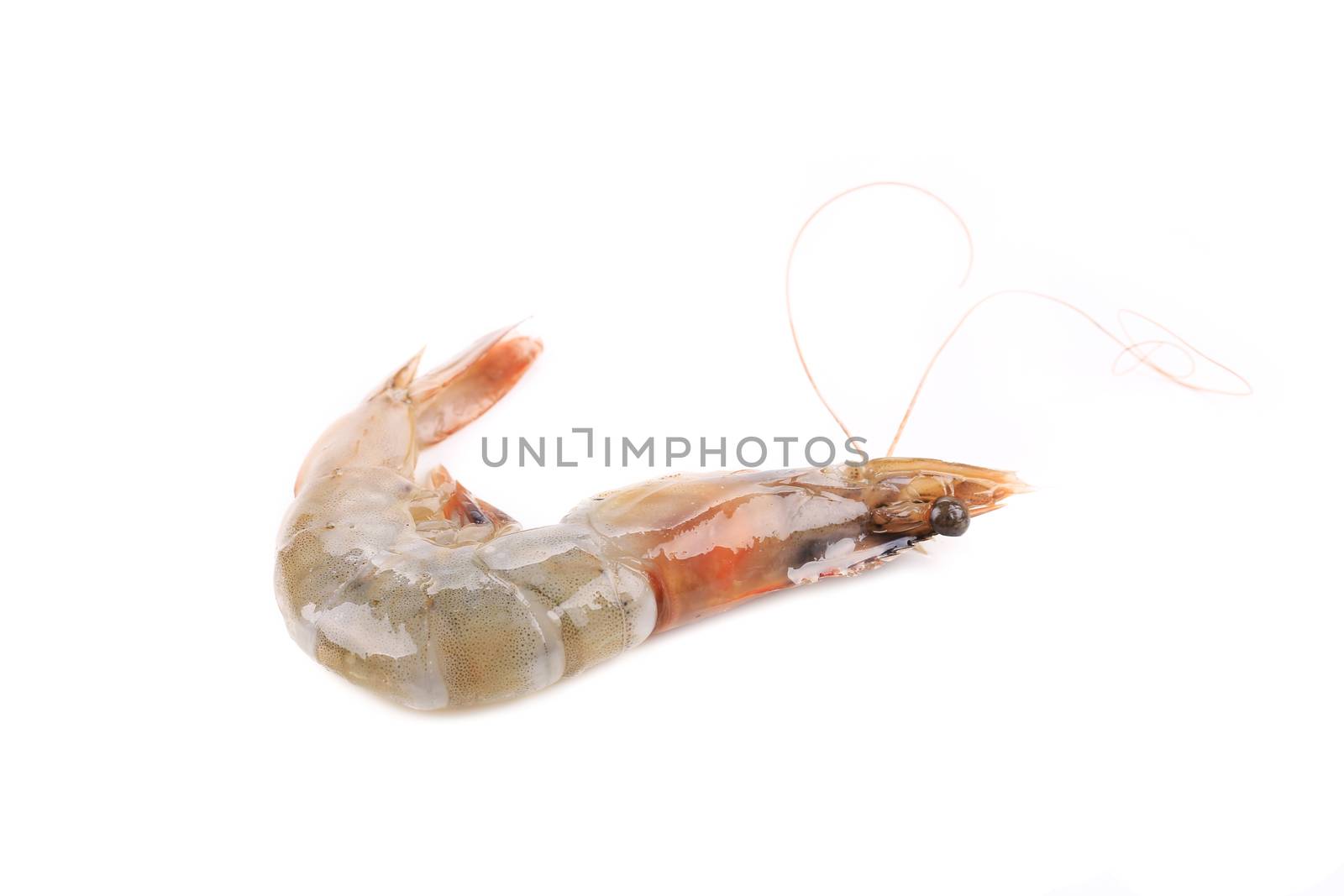 Fresh shrimp. Isolated on a white background.
