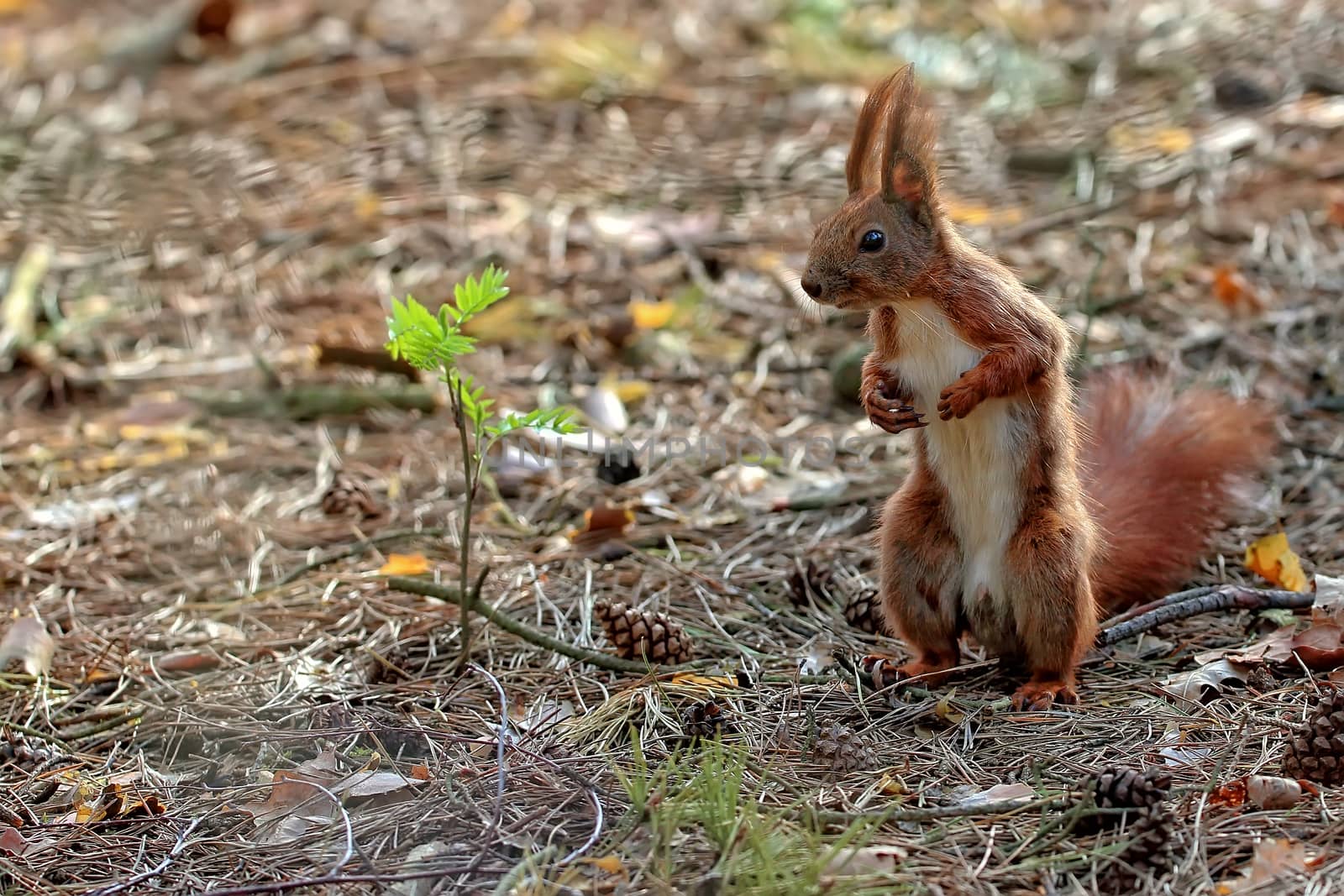 Red squirrel in the forest, in the wild