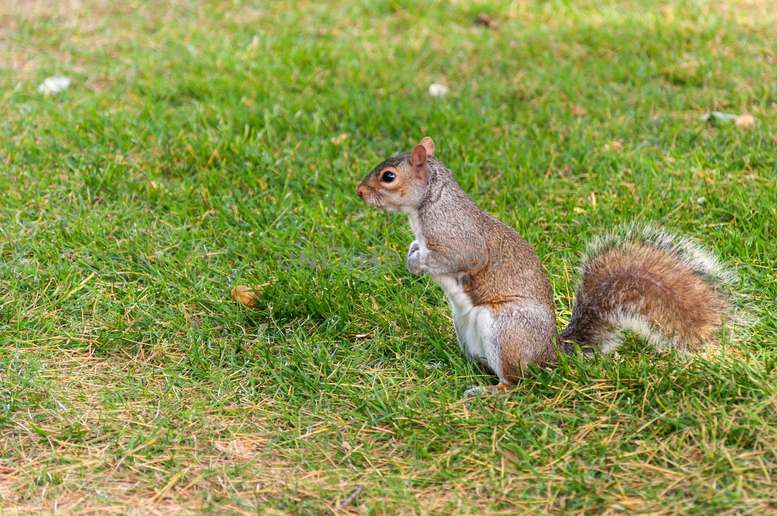 Squirrel sitting on grass in a park