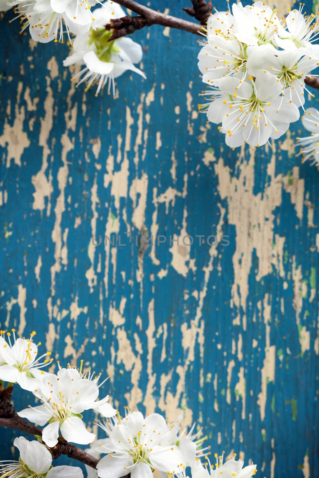 Plum flowers on wooden background. Spring blossom. Copy space. Top view