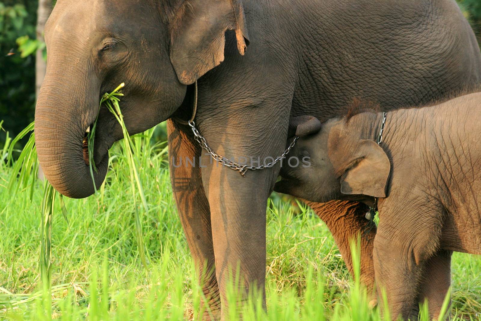 Mother and baby elephant with the chain in norht of Thailand. by think4photop