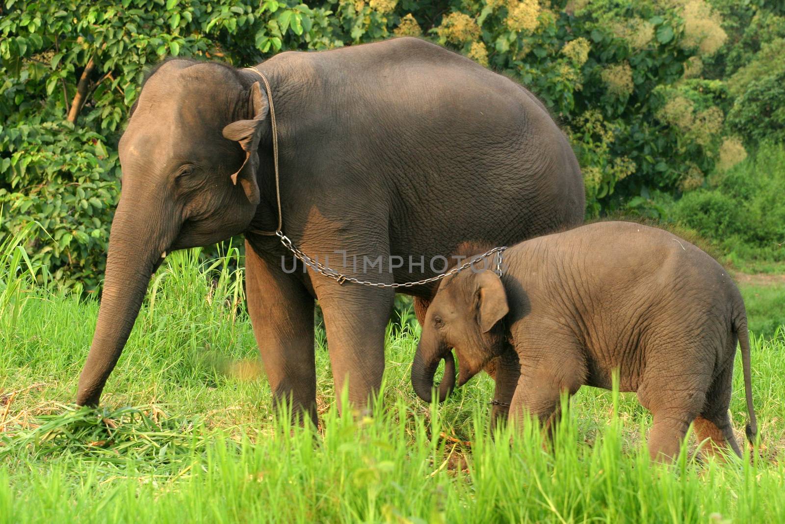 Mother and baby elephant with the chain in norht of Thailand. by think4photop