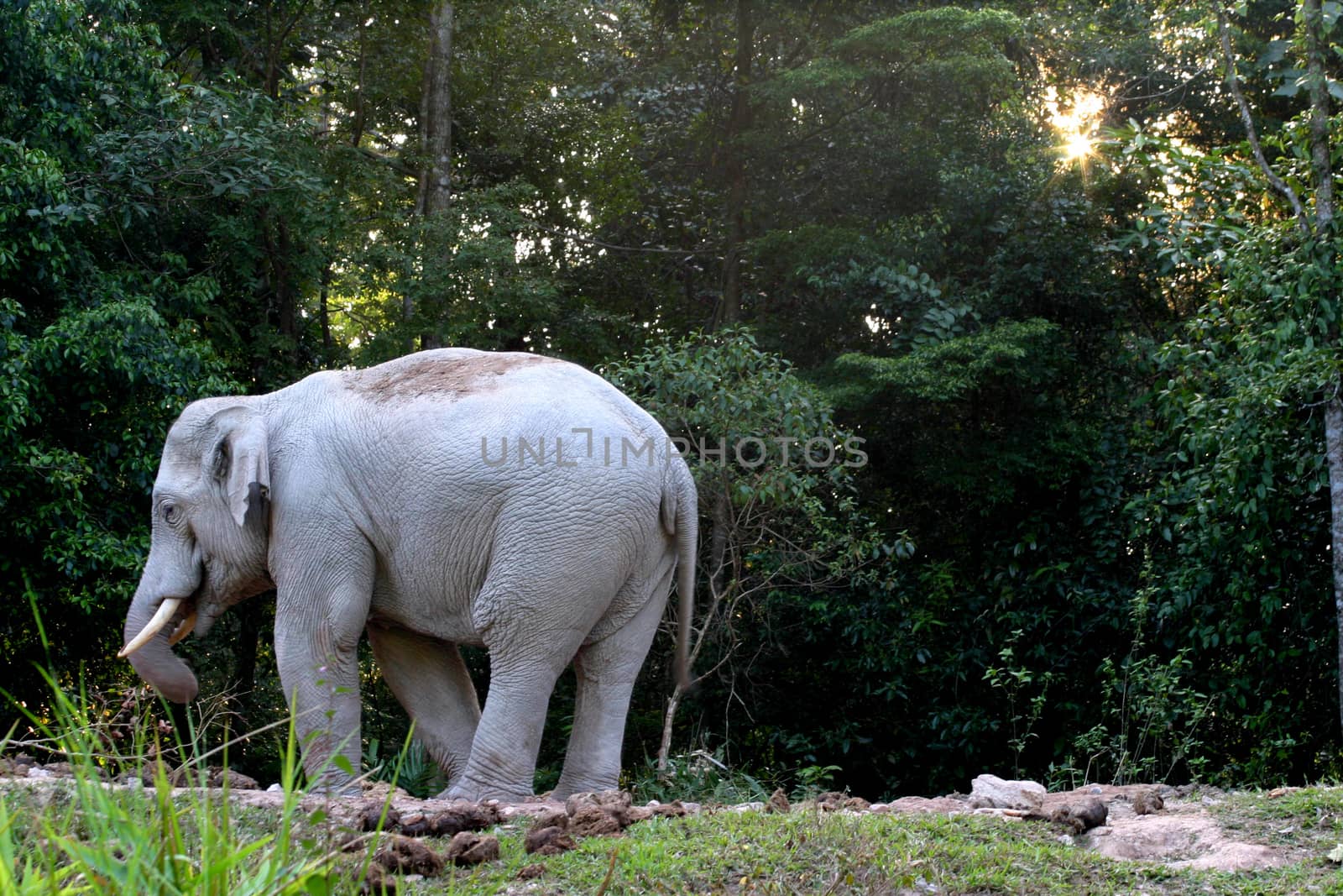 asia elephant in tropical forest, thailand by think4photop