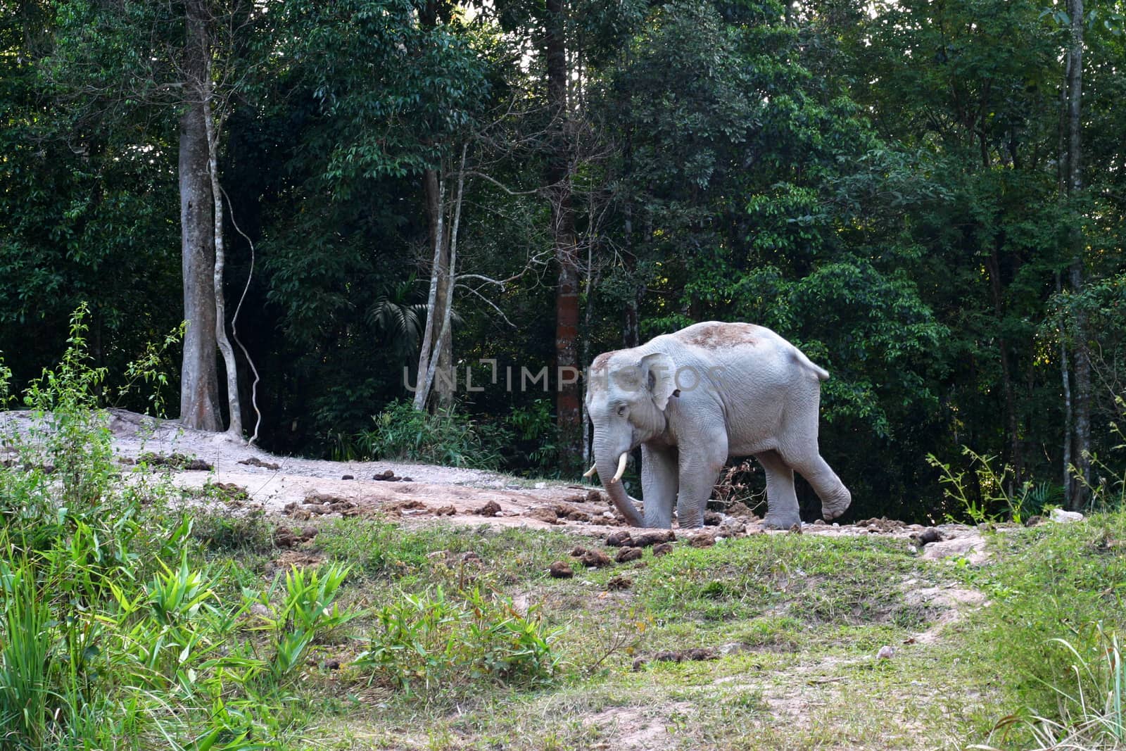 asia elephant in tropical forest, thailand by think4photop