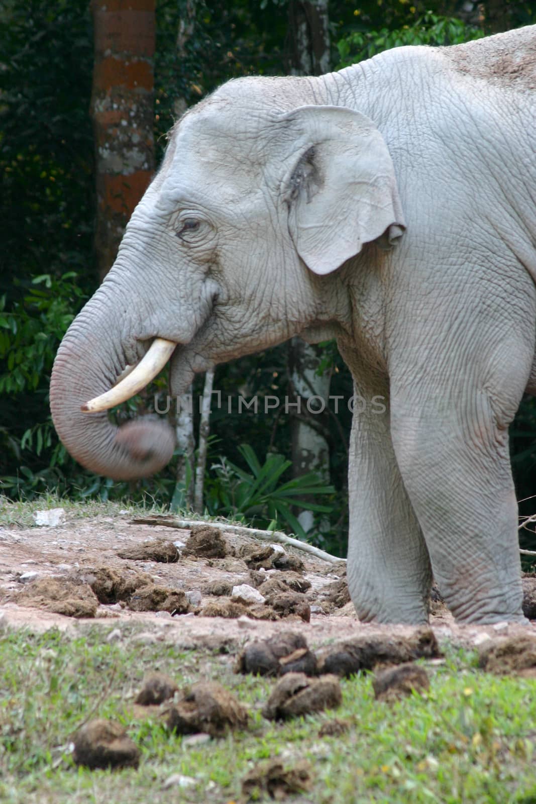 asia elephant in tropical forest, thailand