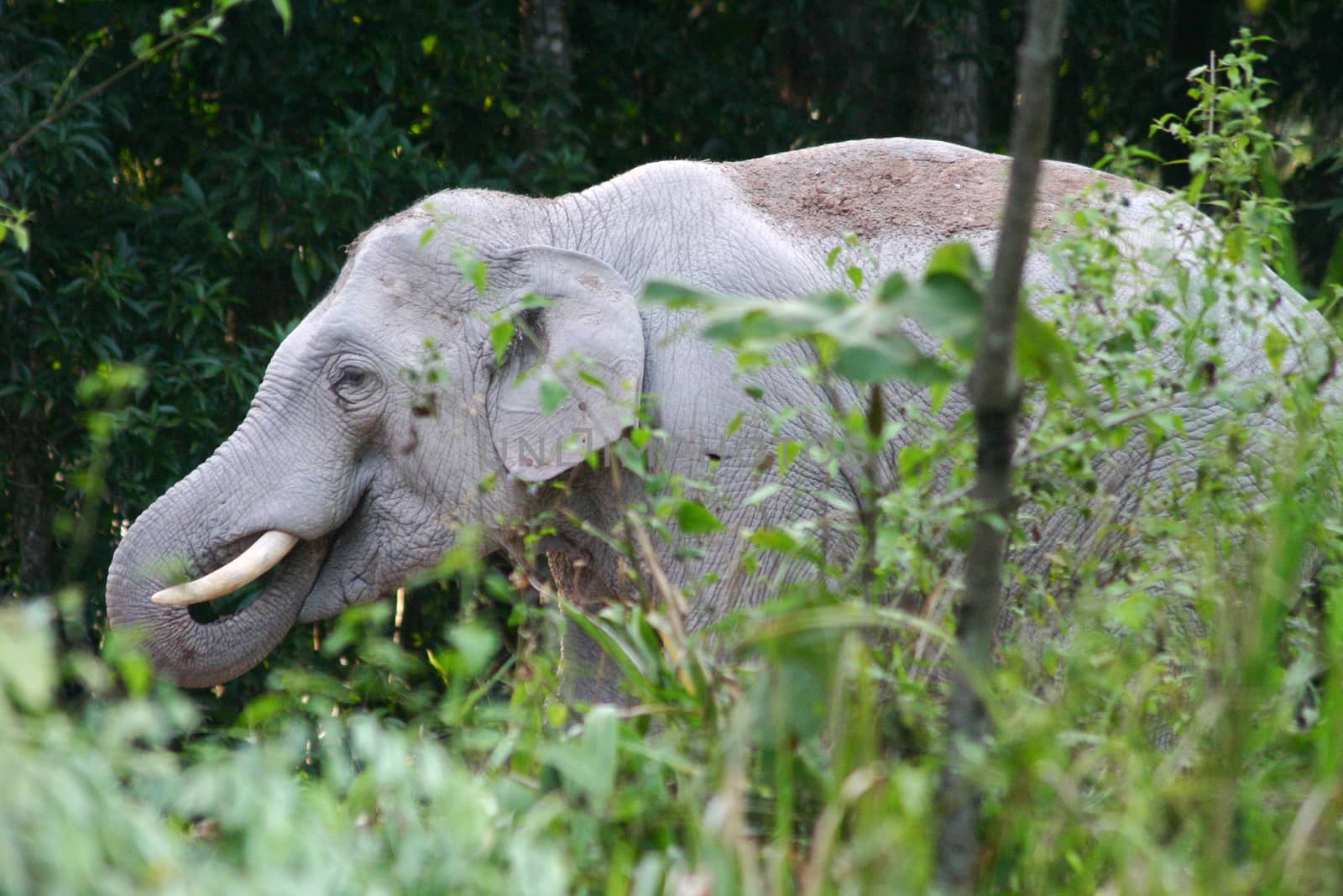 asia elephant in tropical forest, thailand by think4photop