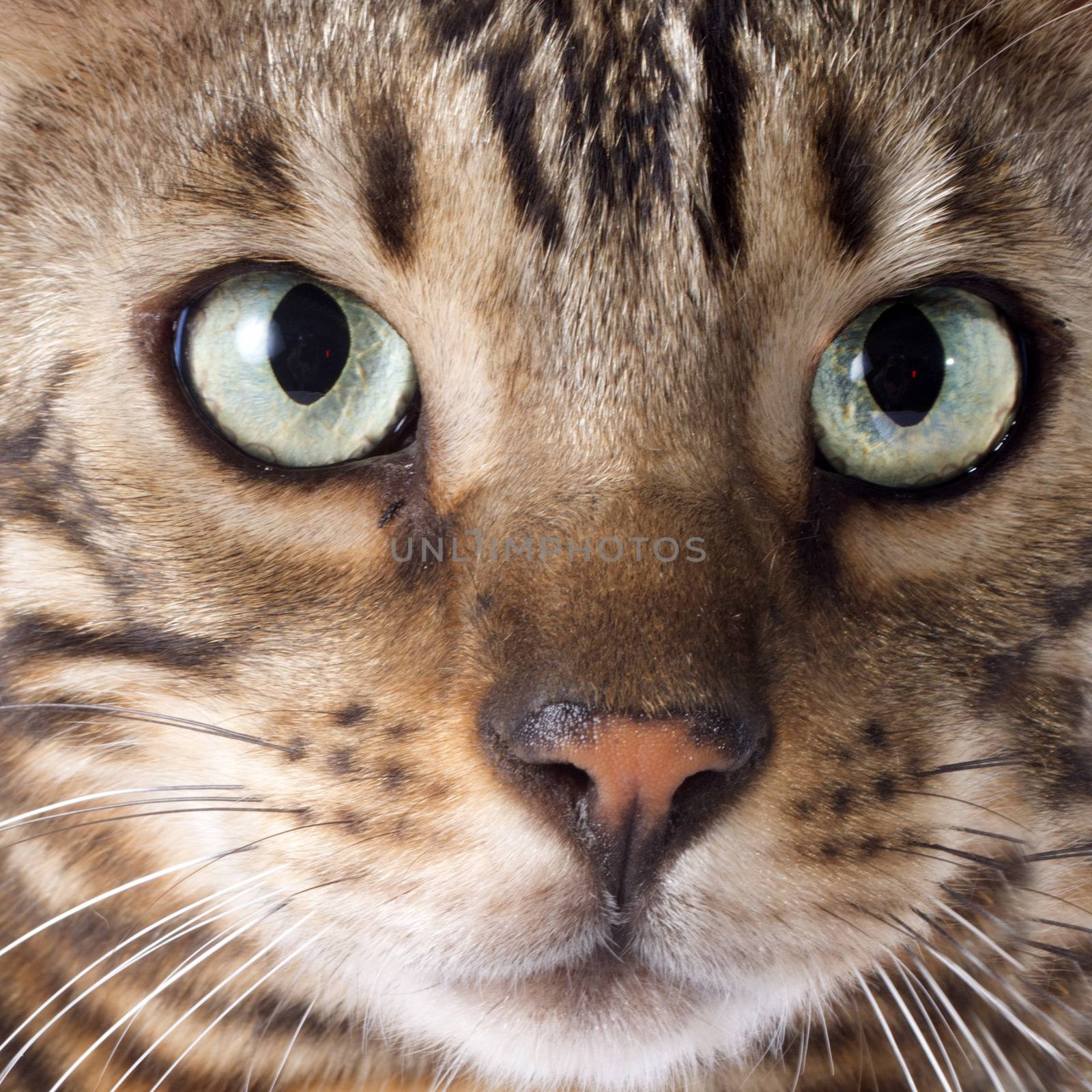 portrait of a purebred  bengal cat on a white background