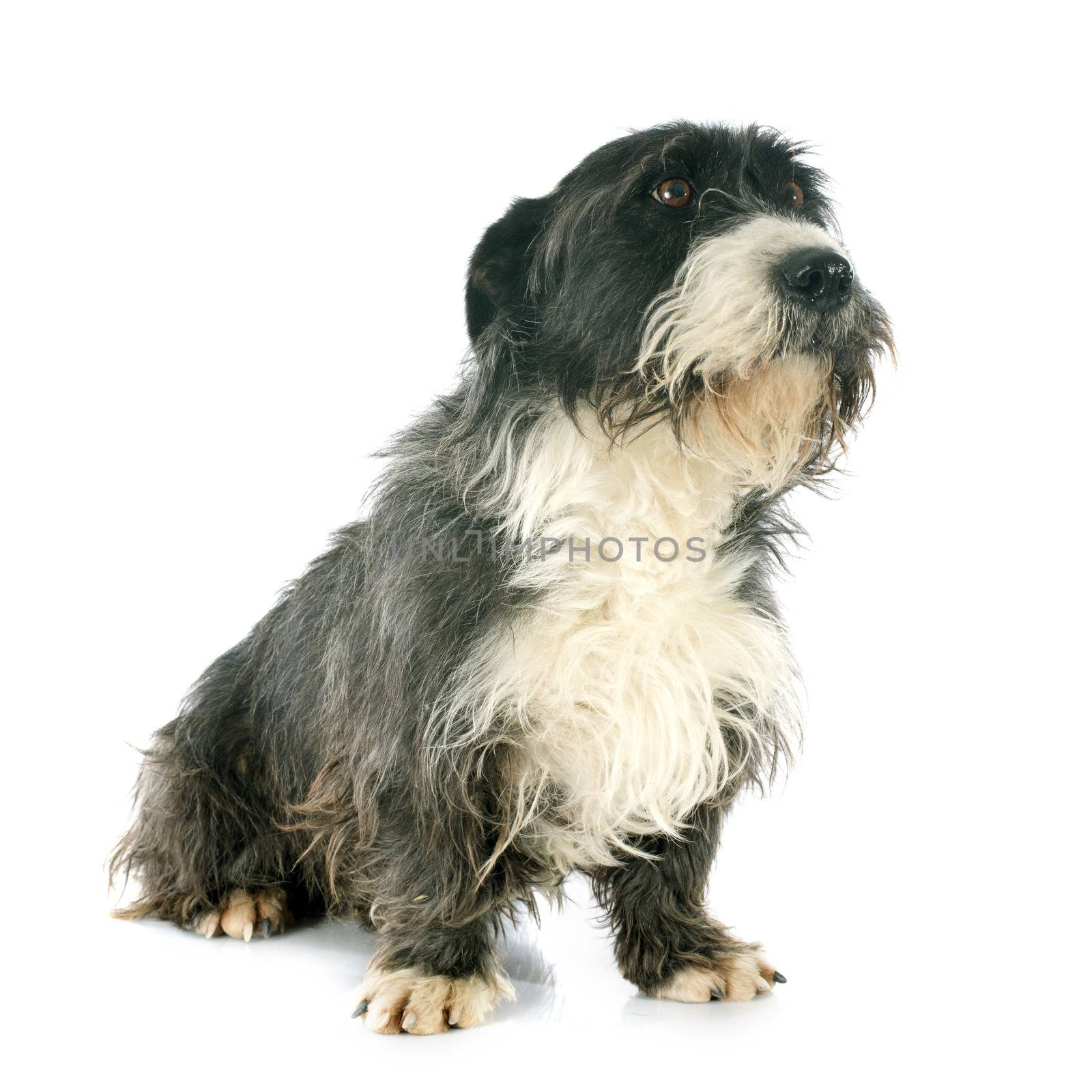 griffon dachshund in front of white background