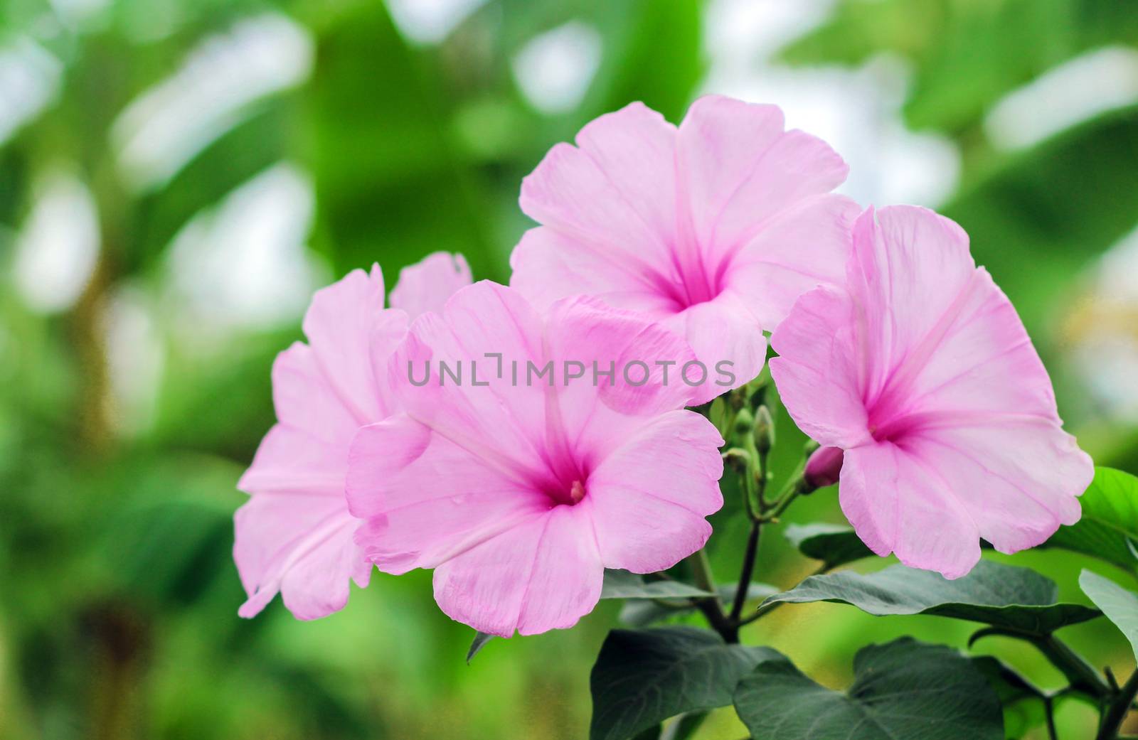 Pink morning glory beautiful flowers in thailand