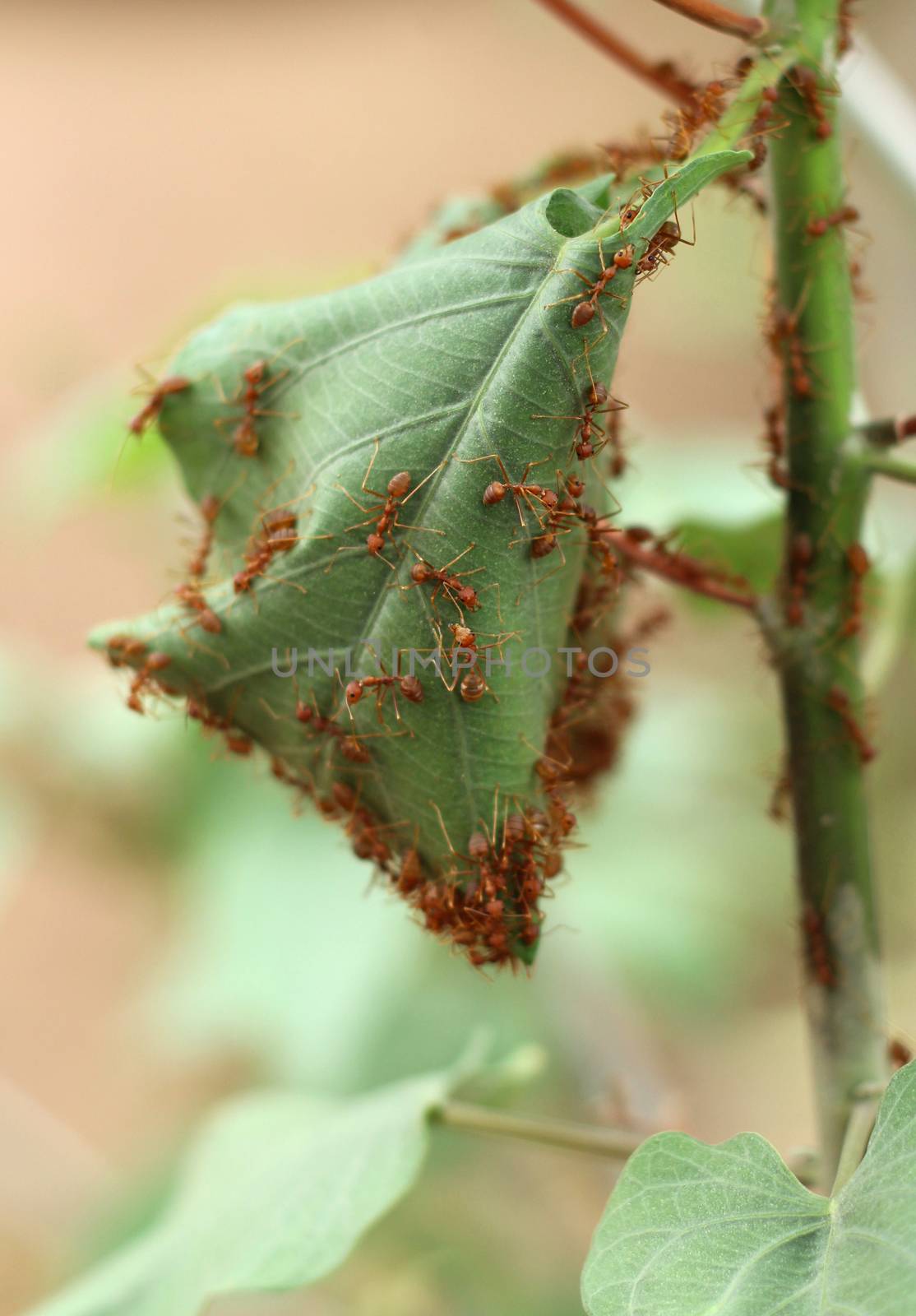Ants' nest made by joining together green leaves of a tree