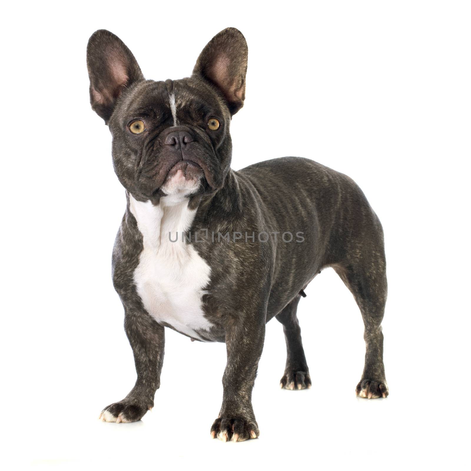 portrait of a purebred french bulldog in front of white background