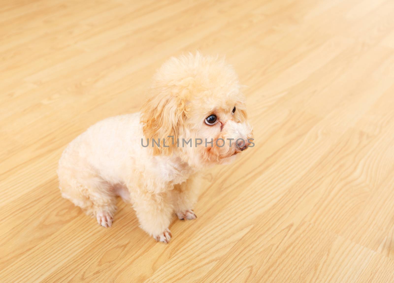 Poodle by leungchopan