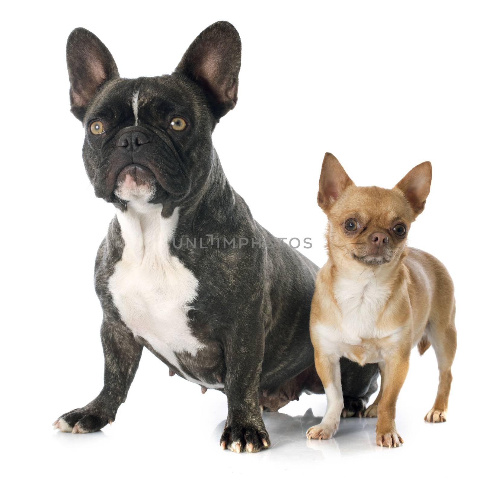 portrait of a purebred french bulldogand chihuahua in front of white background
