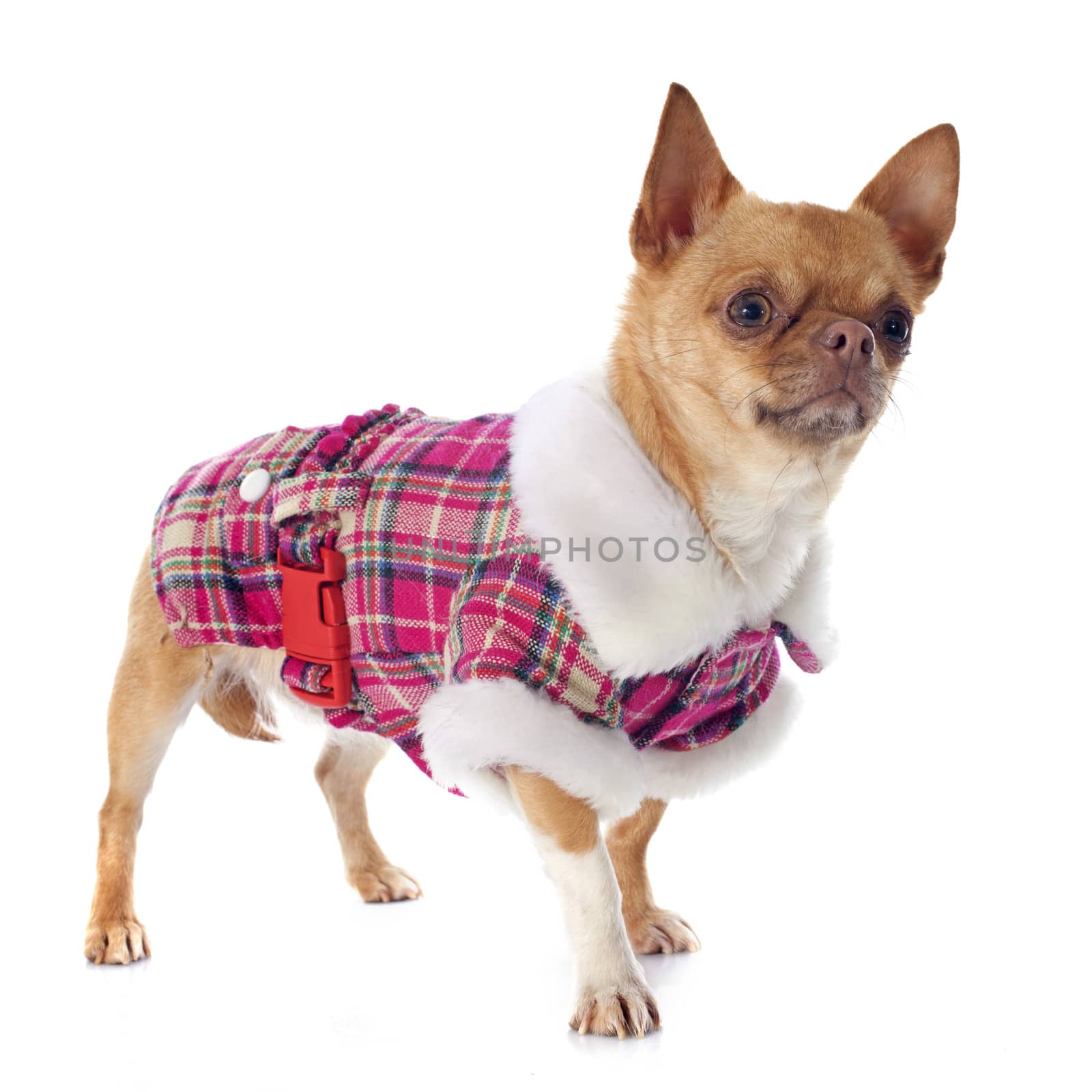 purebred  chihuahua in front of white background