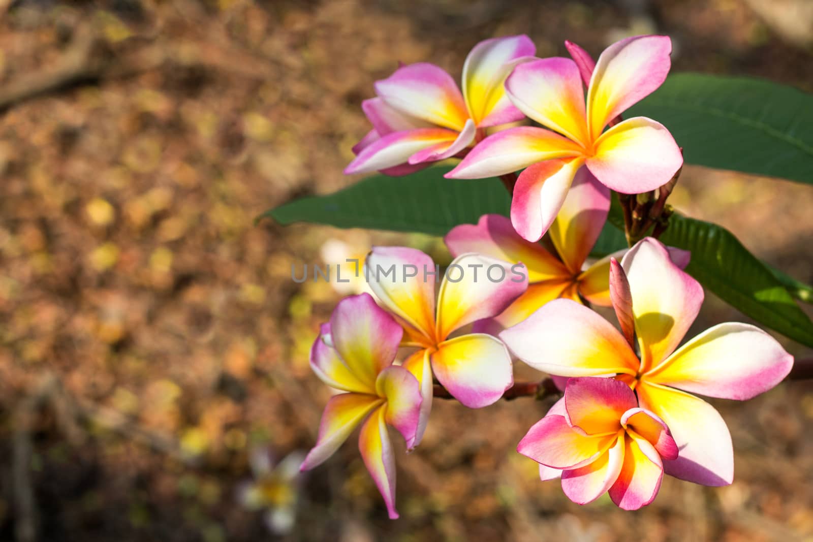 Branch of tropical flowers frangipani (plumeria)  by yod67