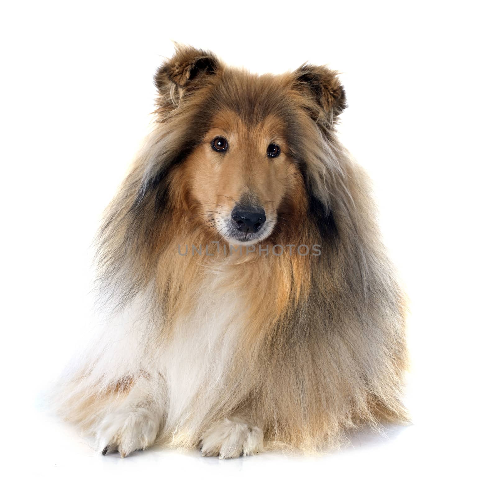 rough collie in front of white background