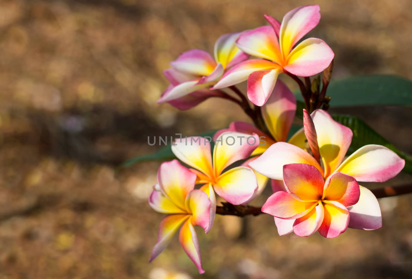 Branch of tropical flowers frangipani (plumeria)  by yod67