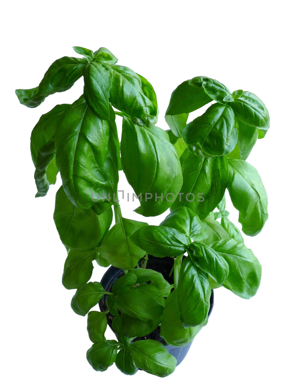 Plant of fresh basil isolated on white background.