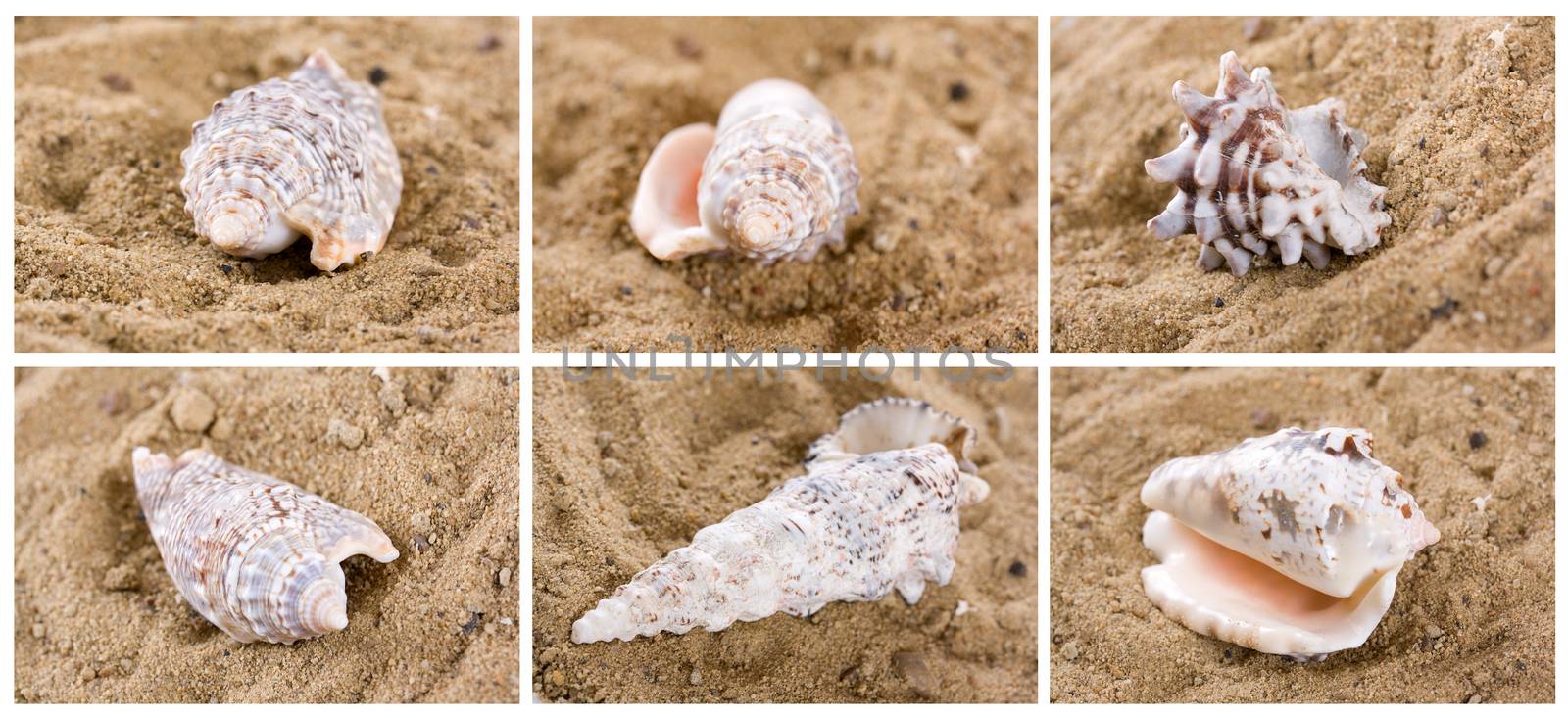shell on the sand by Irina1977