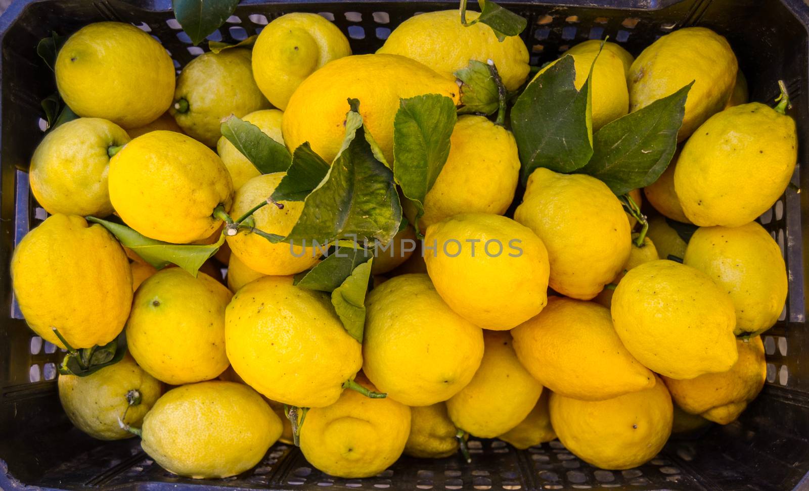 Rustic Basket Of Lemons At The Lemon Festival IOn The Italian Riviera