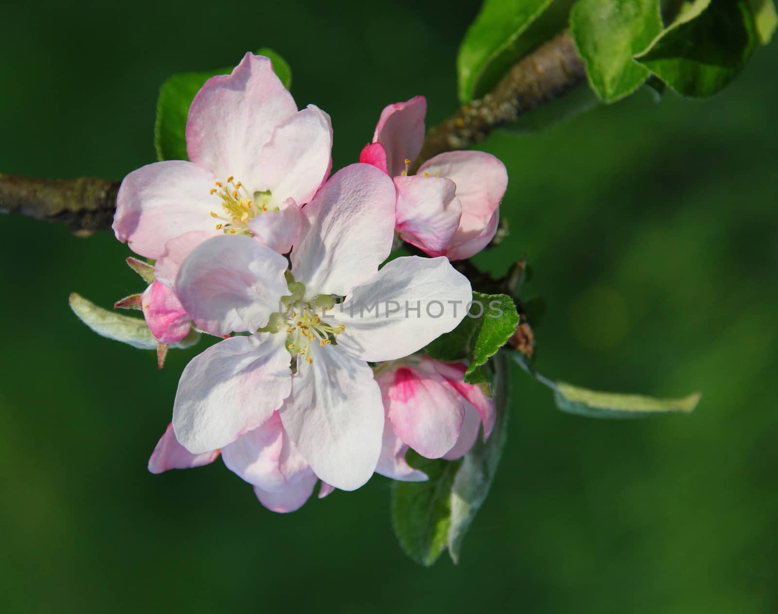 Apple blossoms in spring can use as background