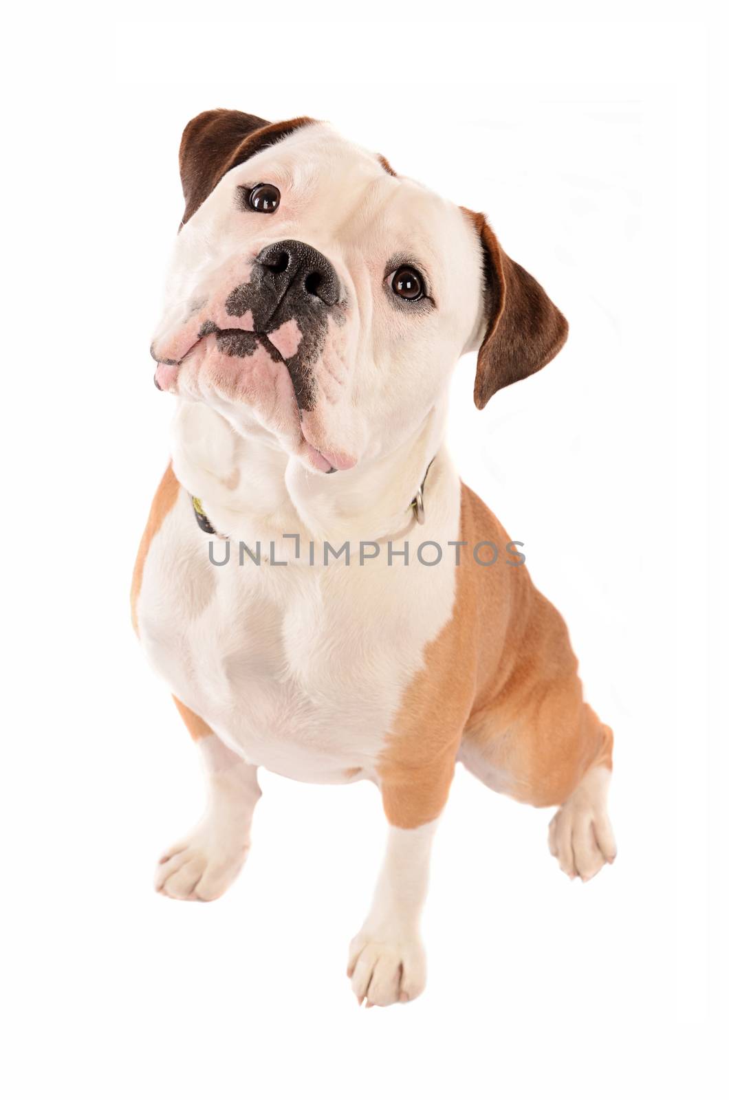  Old English Bulldog Sitting on White Background with head tilted