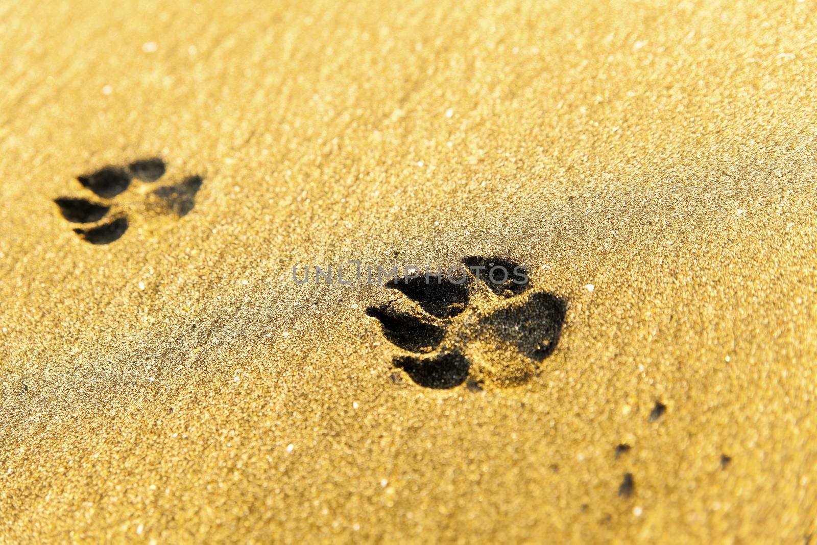 Dog footprints on beach by kawing921