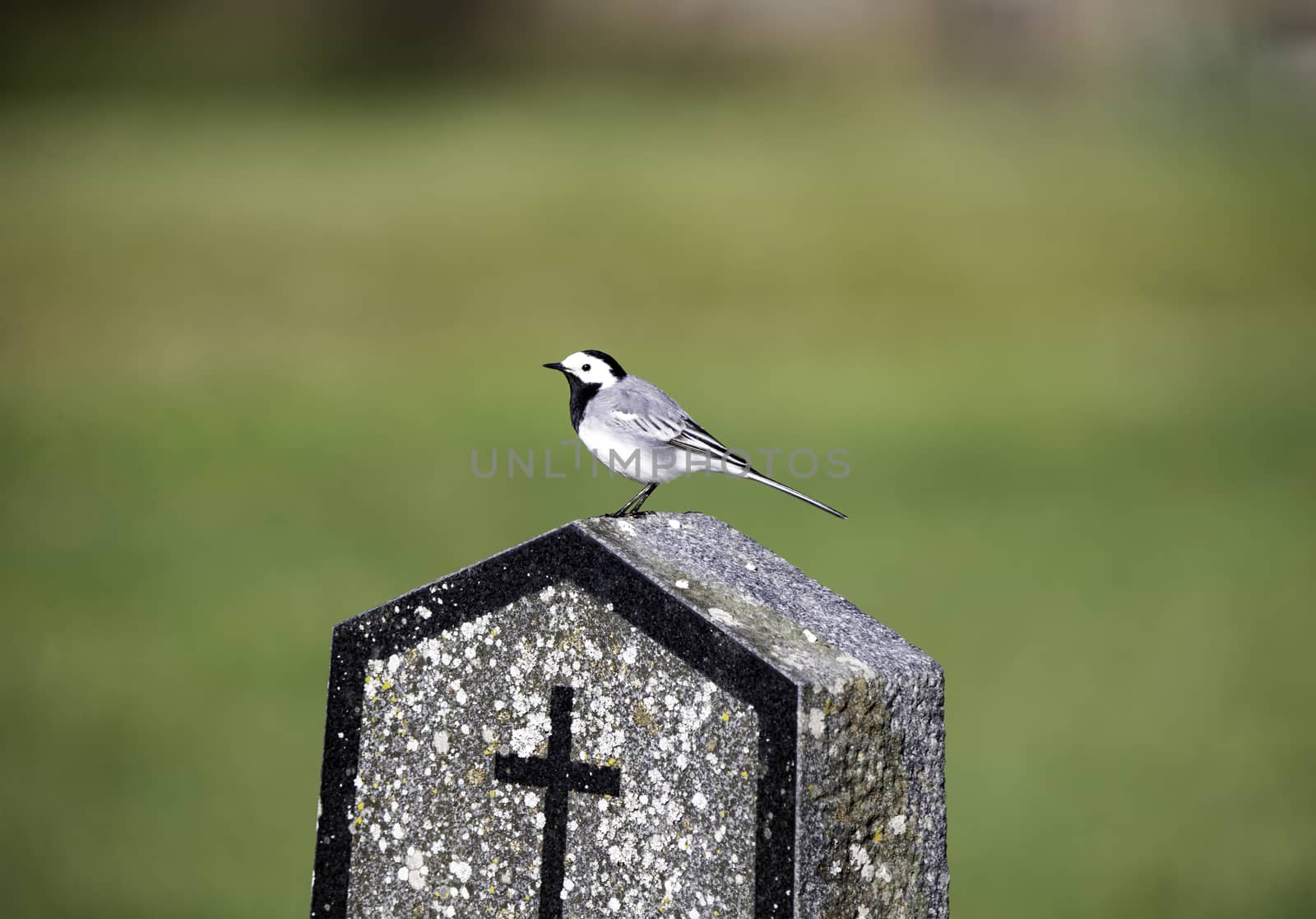 Wagtail on a grave by thomas_males