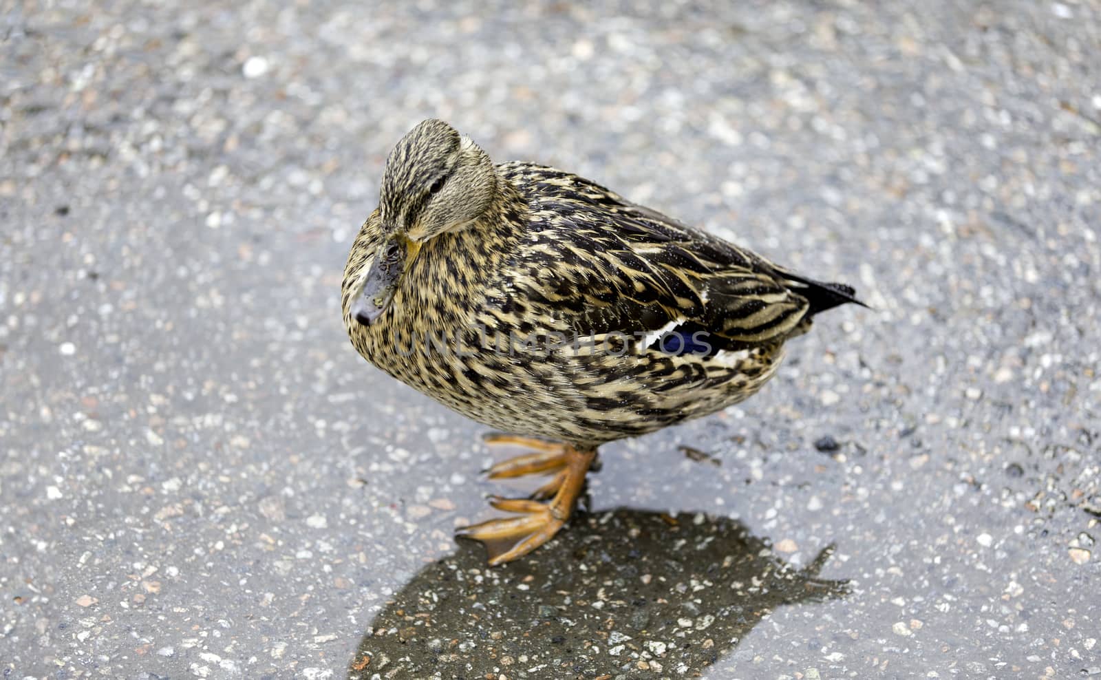 Duck in a Parking lot by thomas_males