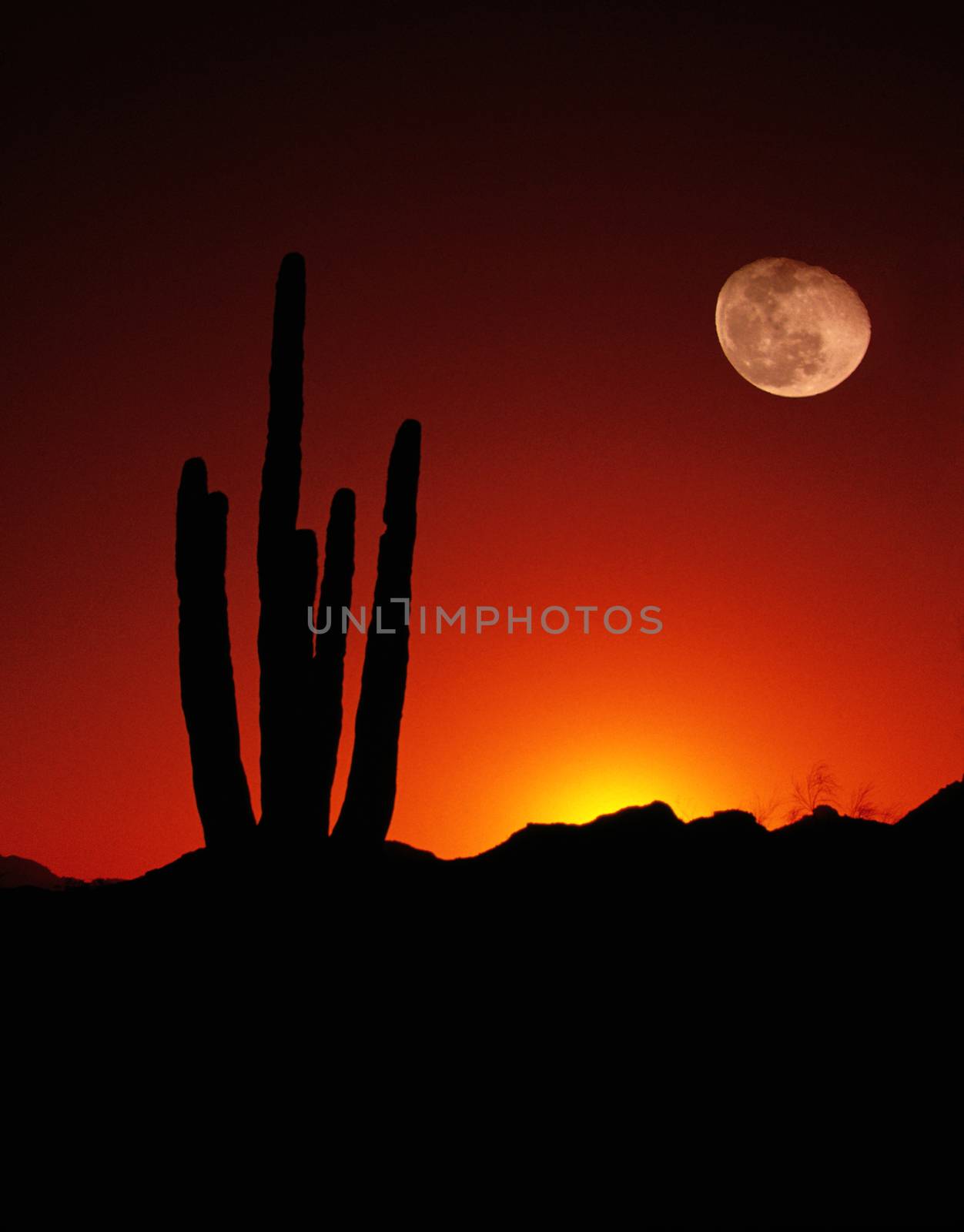 Vertical Desert Saguaro Cactus Full Moon Sunset American Southwest by ChrisBoswell
