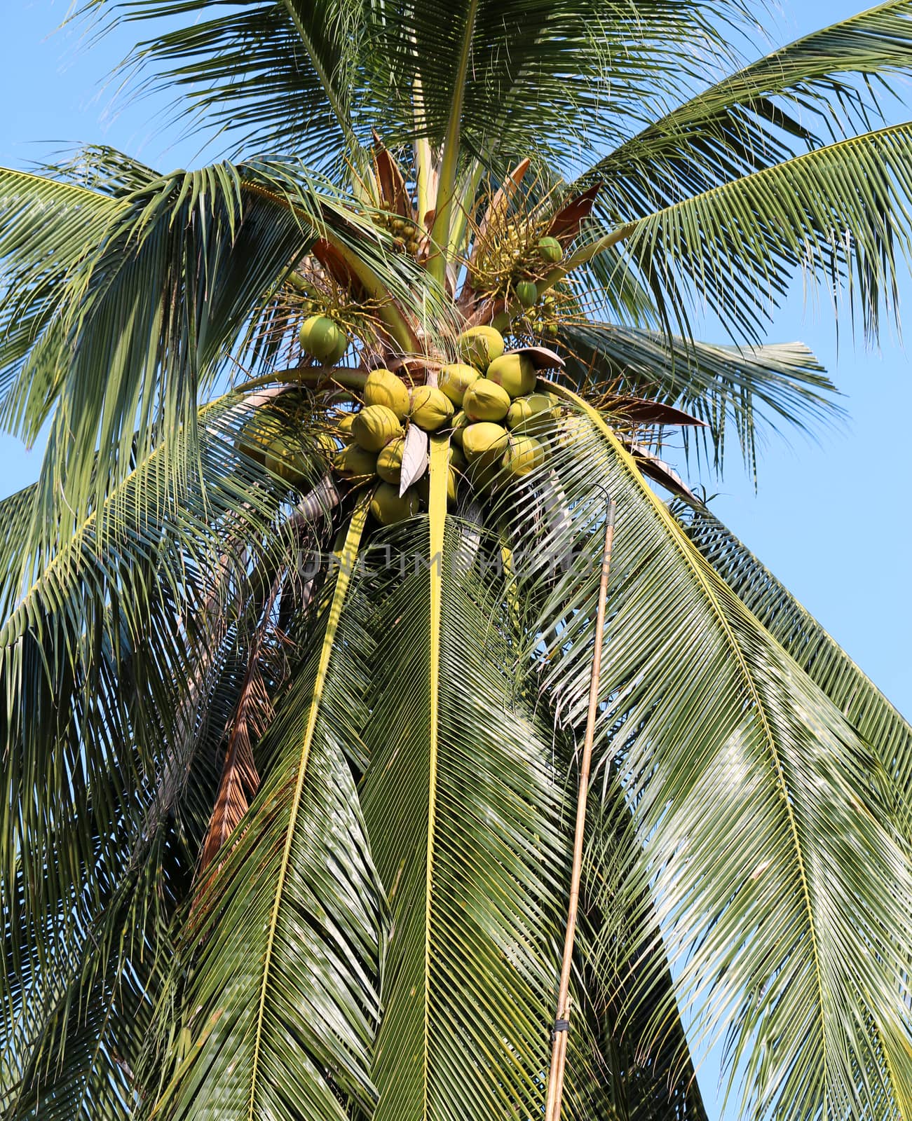 coconut tree