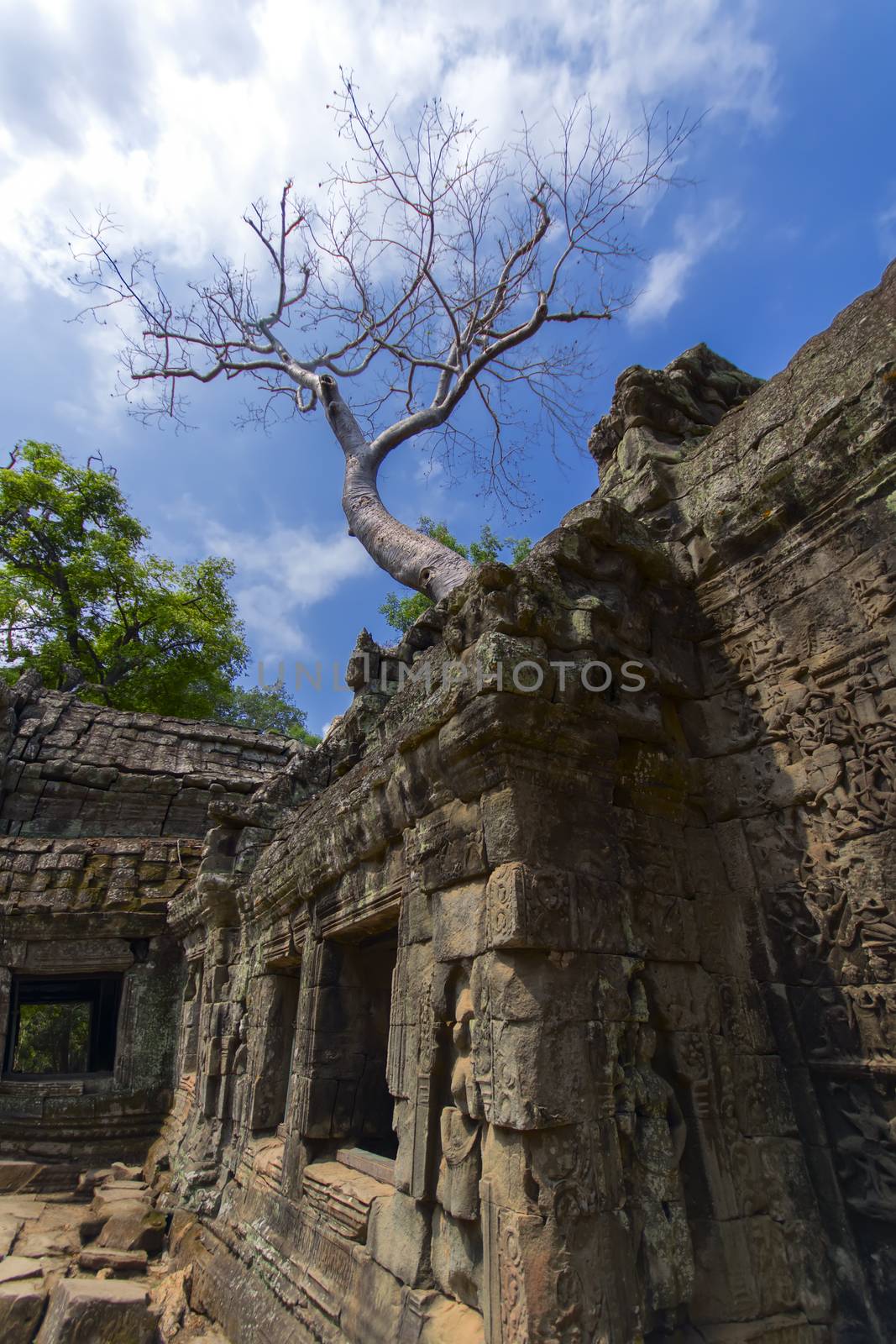 Ta Prohm. Siem Reap Province of Cambodia. Largest religious monument in the world.